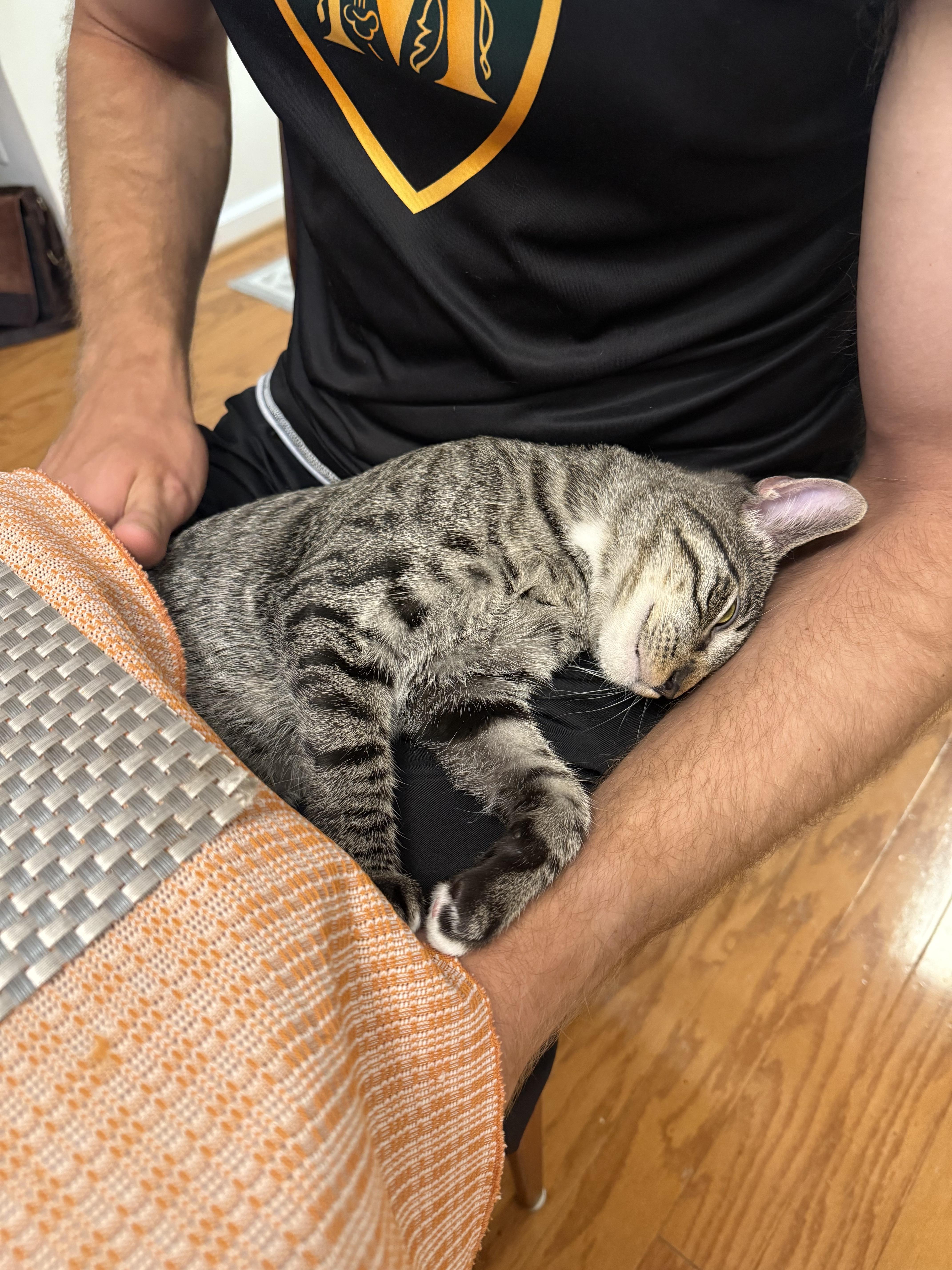 Enlarge Dopey, a Adoptable Tabby in Fort Belvoir, VA image 5/6