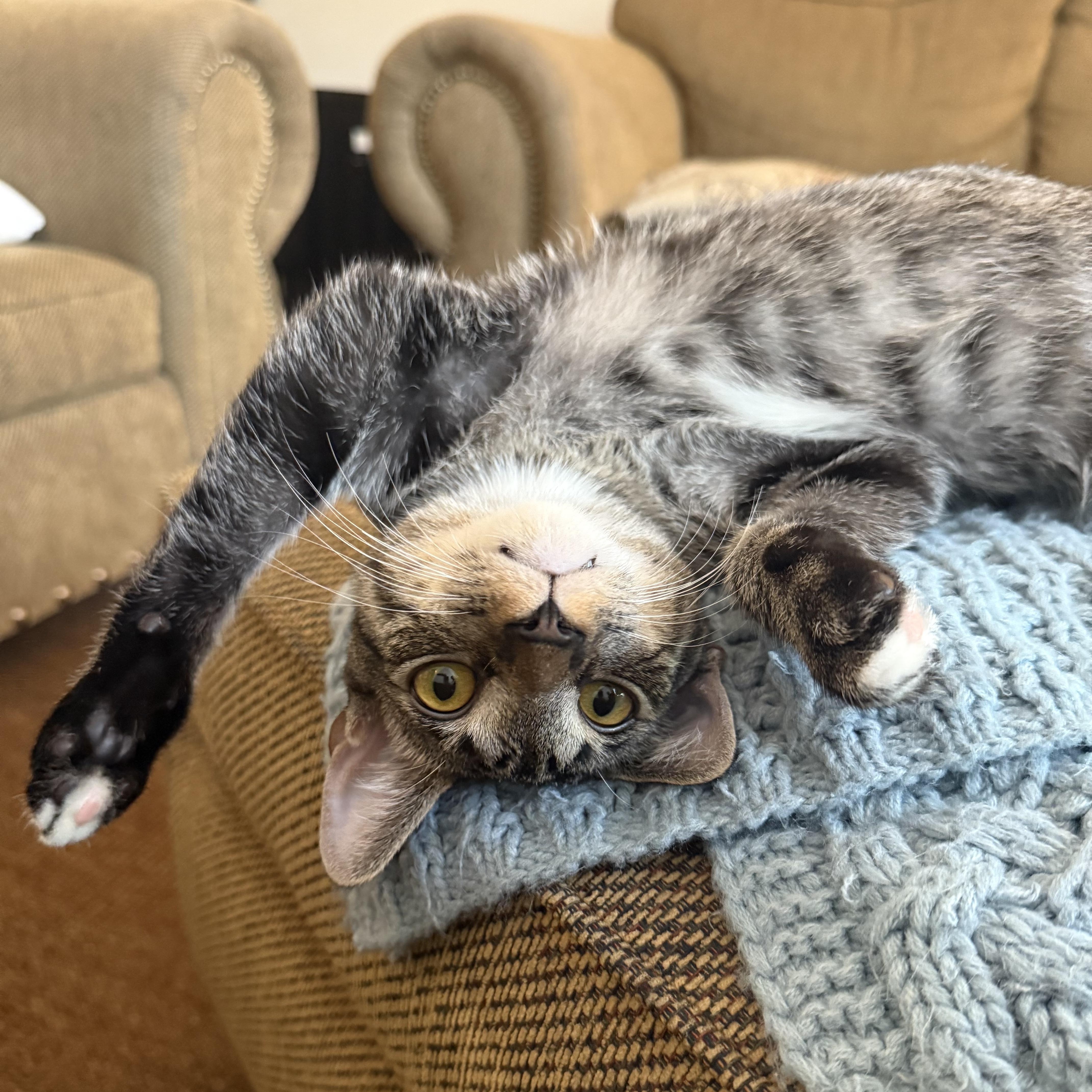 Enlarge Dopey, a Adoptable Tabby in Fort Belvoir, VA image 1/6
