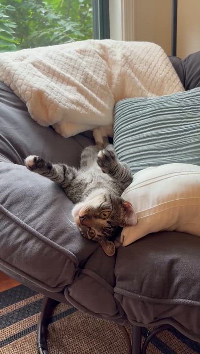 Enlarge Dopey, a Adoptable Tabby in Fort Belvoir, VA video 6/6