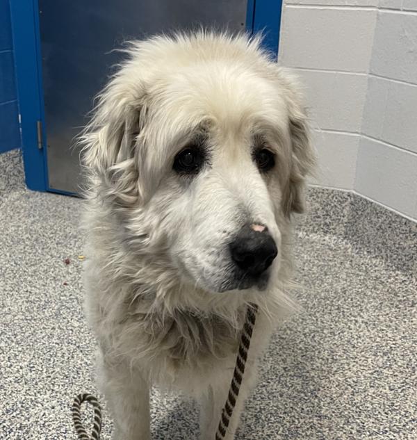 Gloria, Adoptable, Senior Female Great Pyrenees.
