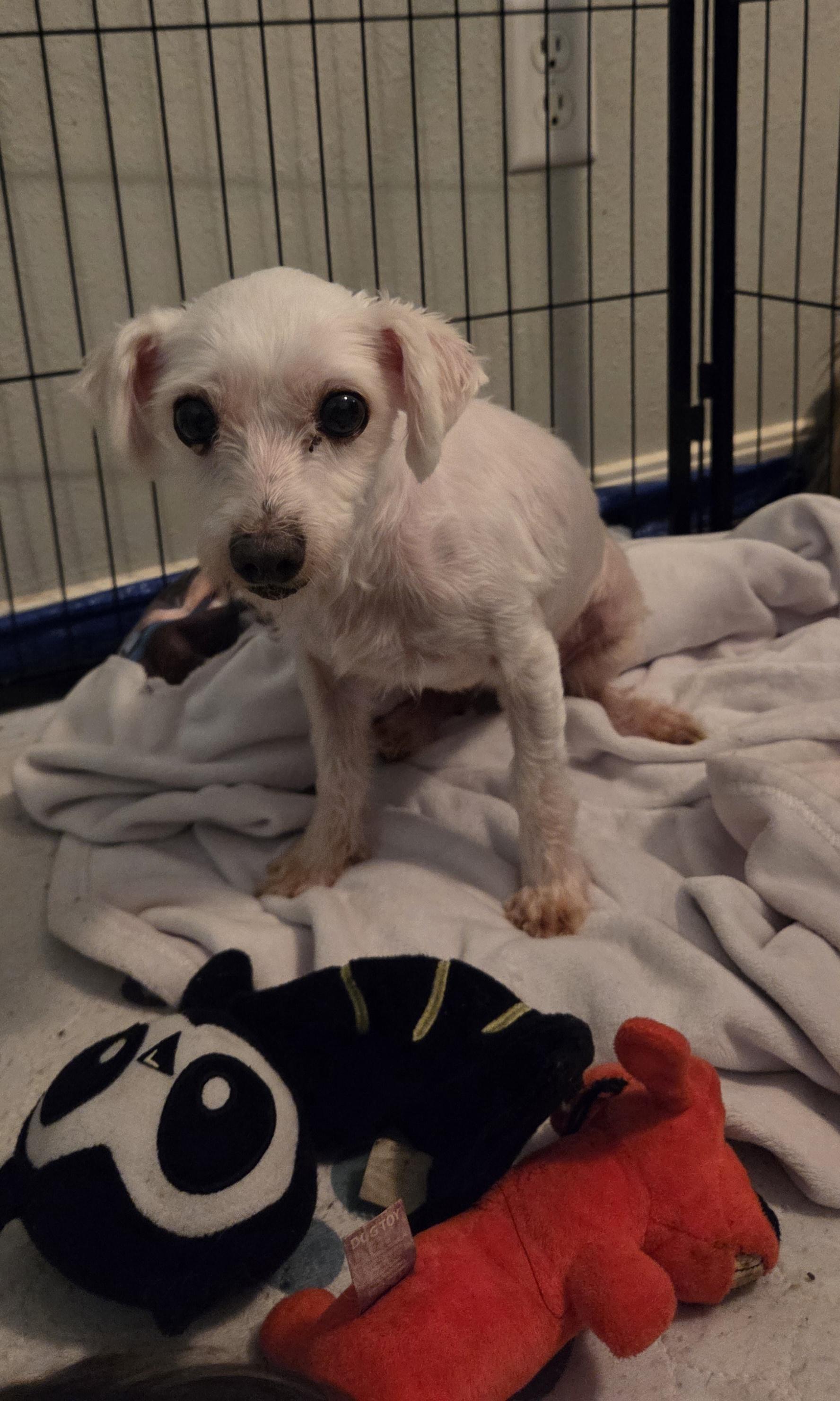 Enlarge CHERRY, a ADOPTABLE Maltese in Chicopee, MA image 2/5