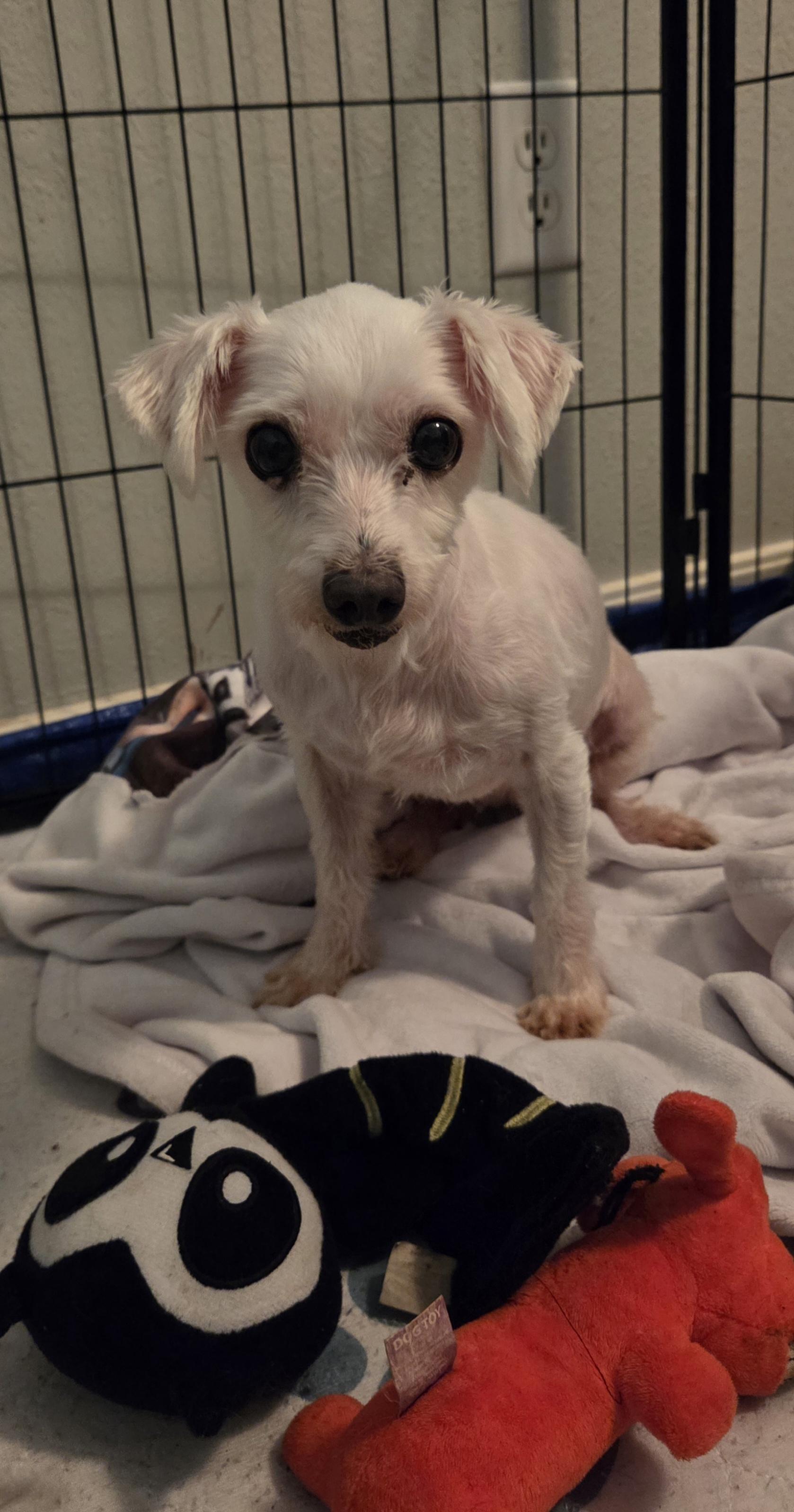 Enlarge CHERRY, a ADOPTABLE Maltese in Chicopee, MA image 3/5