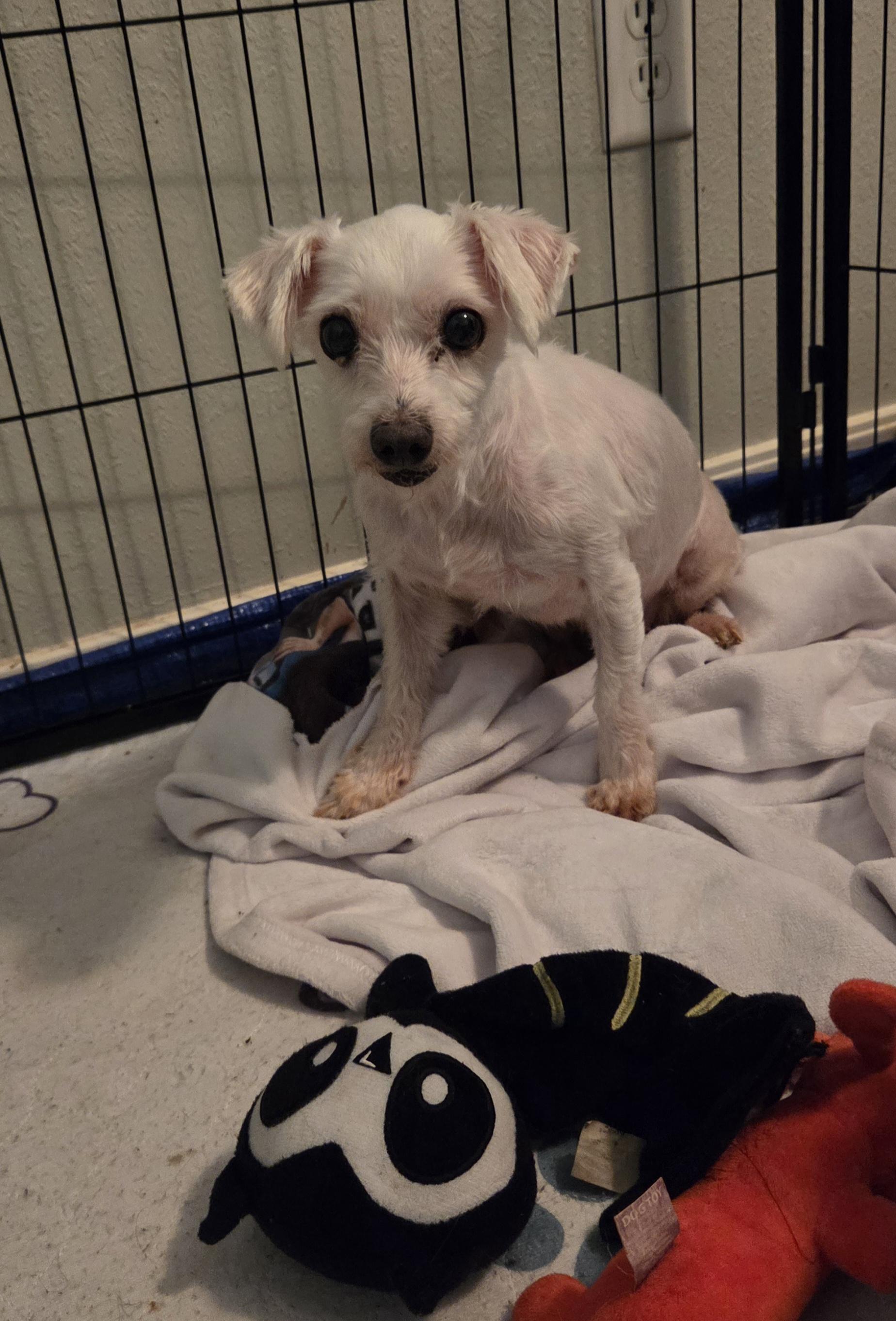 Enlarge CHERRY, a ADOPTABLE Maltese in Chicopee, MA image 4/5