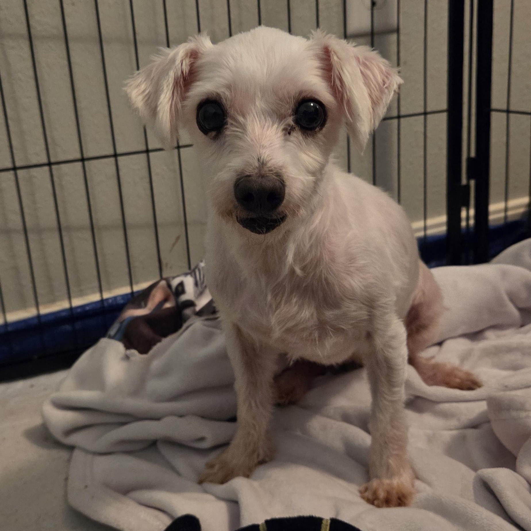 CHERRY, ADOPTABLE, Adult Female Maltese.