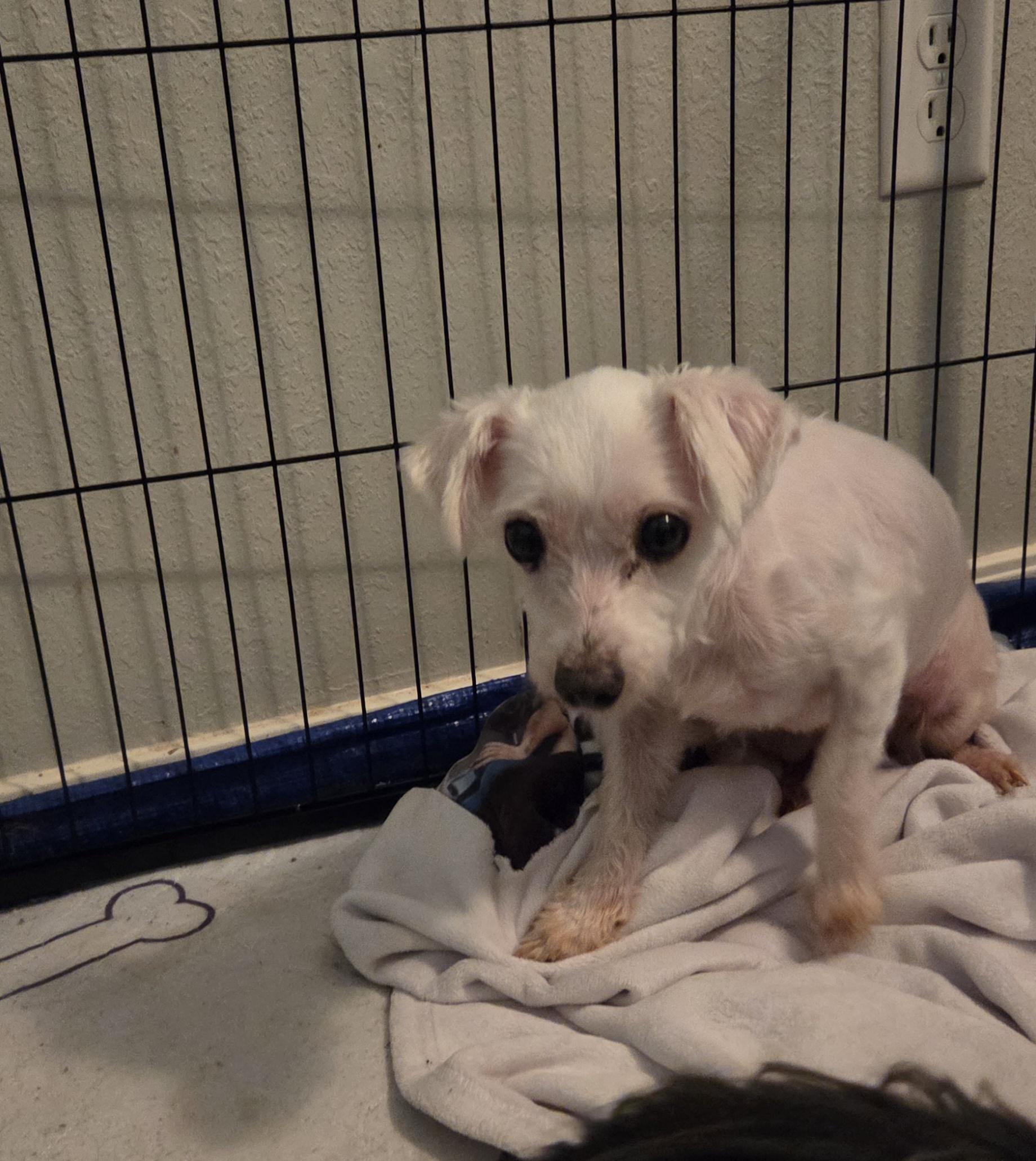 Enlarge CHERRY, a ADOPTABLE Maltese in Chicopee, MA image 5/5