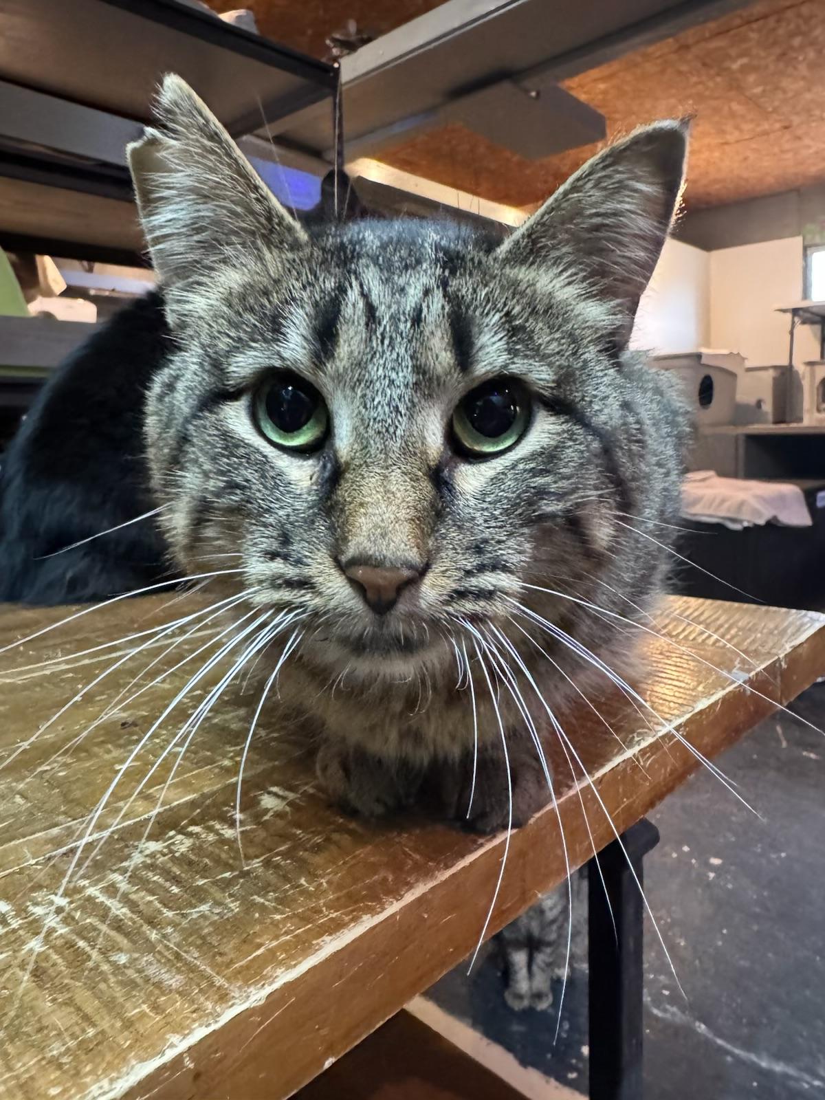 Enlarge Willa, a ADOPTABLE American Shorthair in Milbank, SD image 1/1