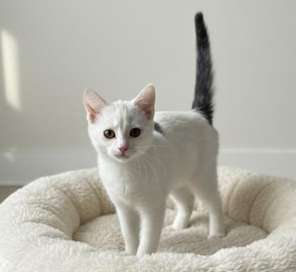Enlarge Dot, a Adoptable Domestic Short Hair in Elk Grove Village, IL image 1/3