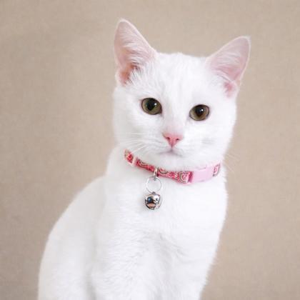 Enlarge Dot, a Adoptable Domestic Short Hair in Elk Grove Village, IL image 2/3