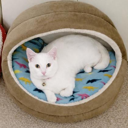 Enlarge Dot, a Adoptable Domestic Short Hair in Elk Grove Village, IL image 3/3