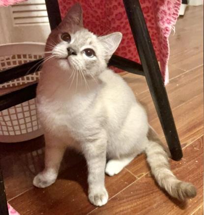 Enlarge Jagger, a ADOPTABLE mixed breed in Columbia, SC image 2/4