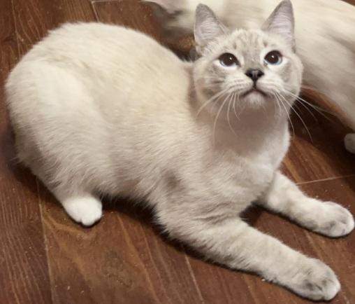 Enlarge Jagger, a ADOPTABLE mixed breed in Columbia, SC image 1/4