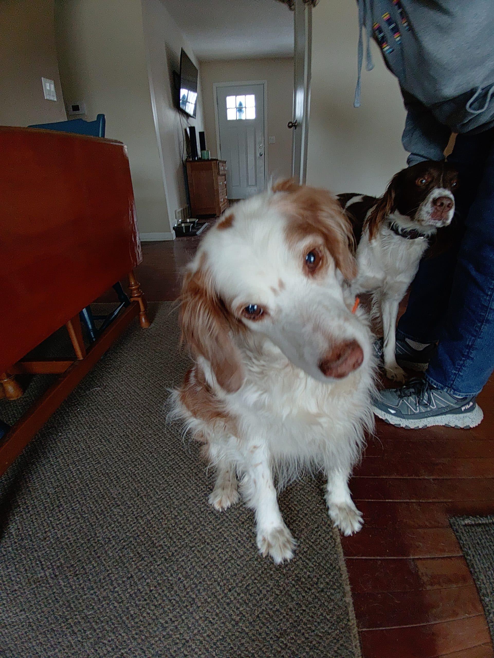Enlarge Bentley - 20043547 - MI, an adopted Brittany Spaniel in Manchester, MI image 1/2