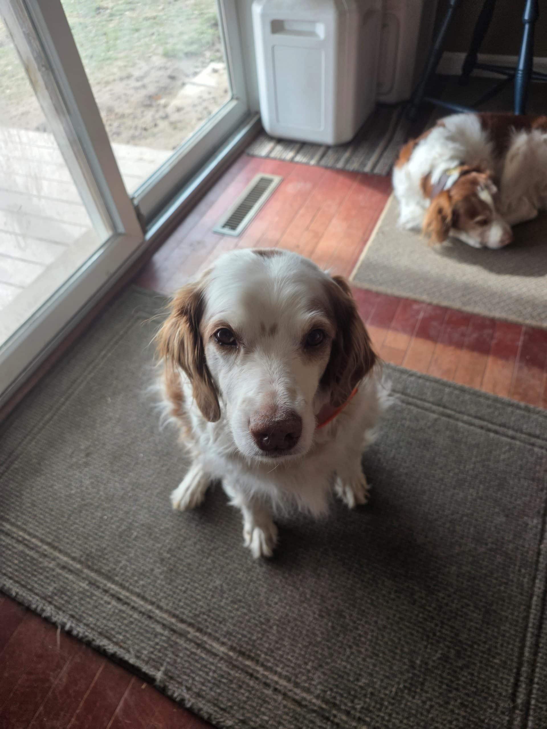 Enlarge Bentley - 20043547 - MI, an adopted Brittany Spaniel in Manchester, MI image 2/2
