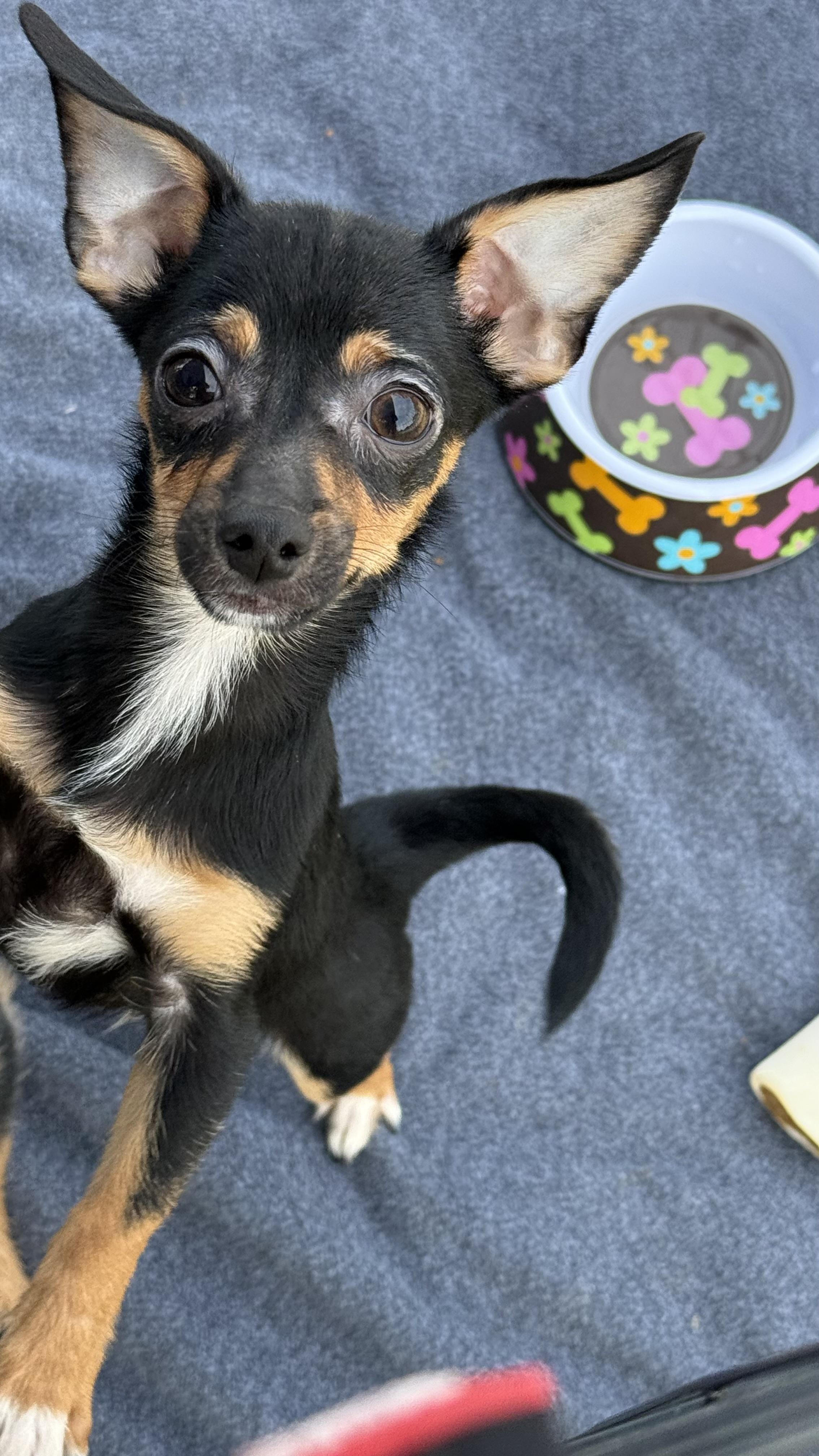 Tank, Adoptable, Puppy Male Chihuahua & Miniature Dachshund.