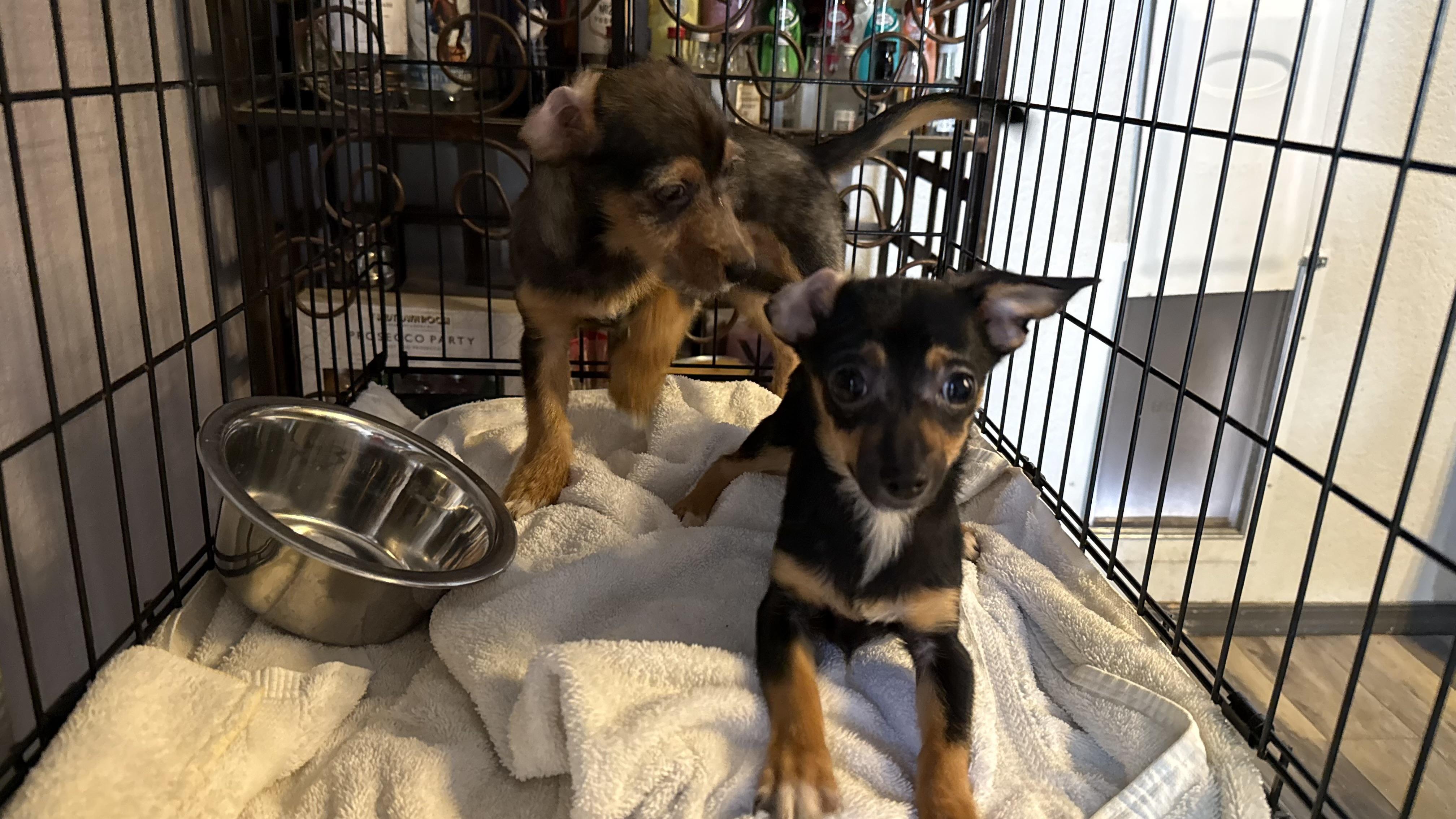 Enlarge Tank, a Adoptable mixed breed in Phoenix, AZ image 2/5