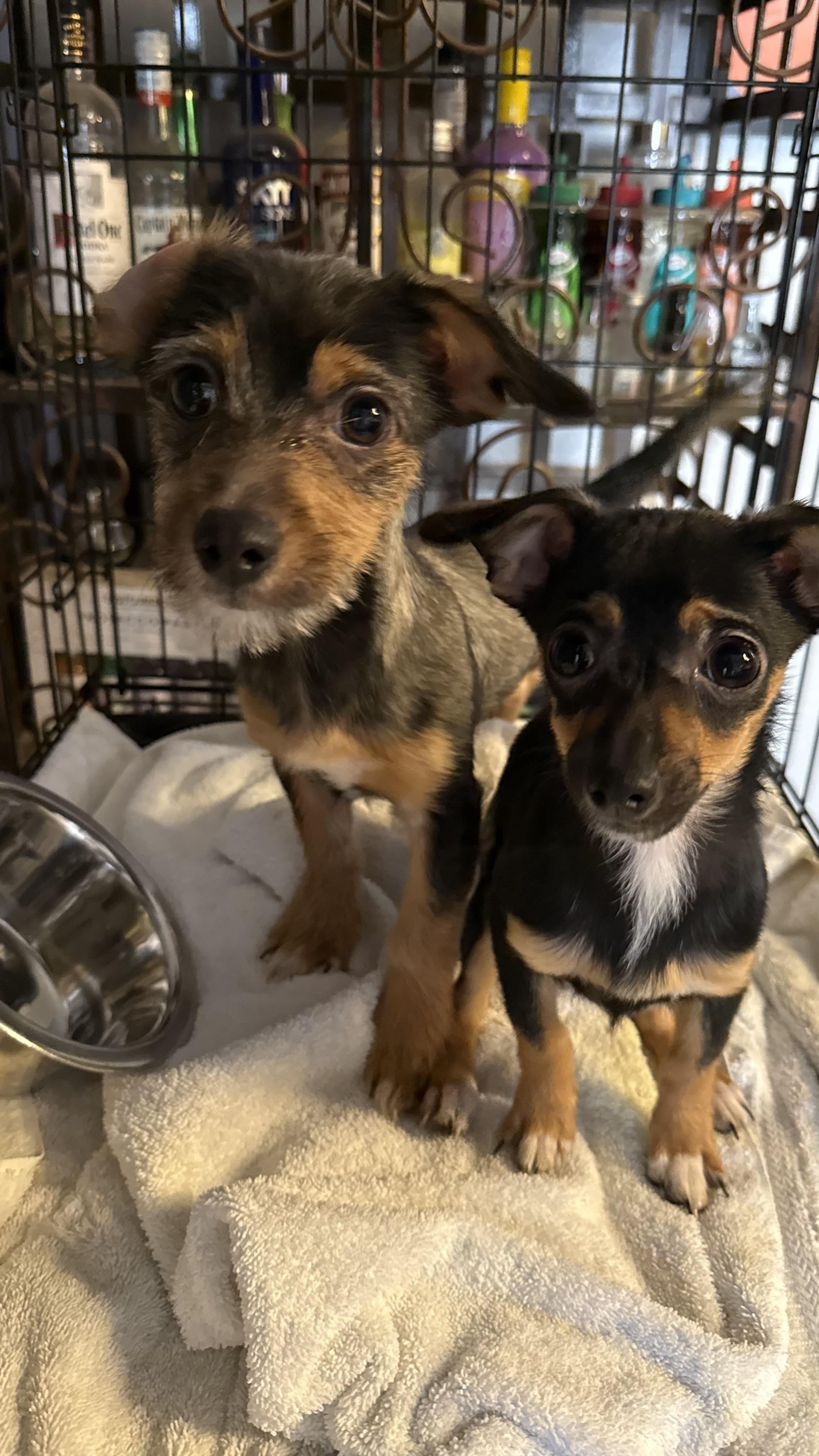Enlarge Tank, a Adoptable mixed breed in Phoenix, AZ image 3/5
