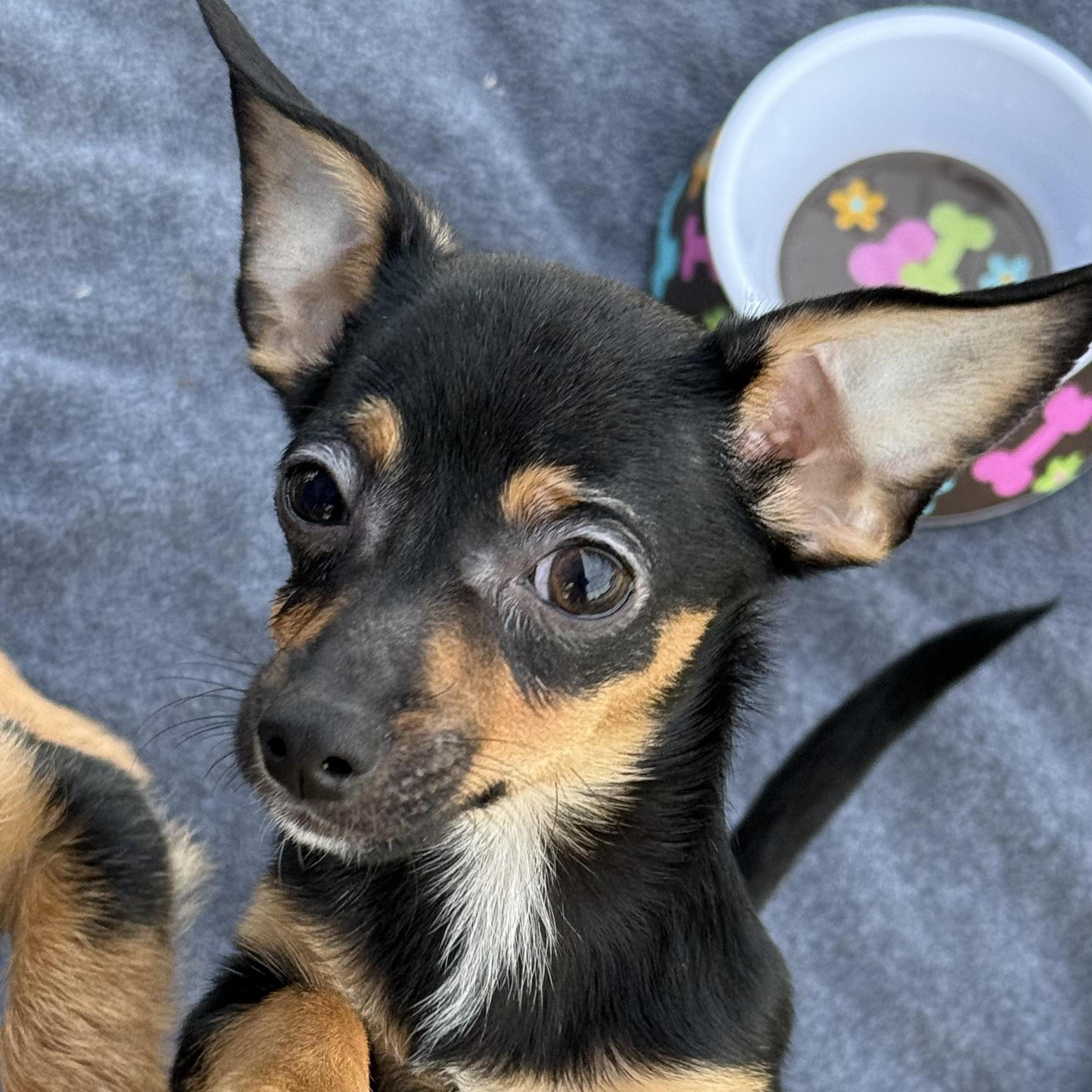 Enlarge Tank, a Adoptable mixed breed in Phoenix, AZ image 4/5