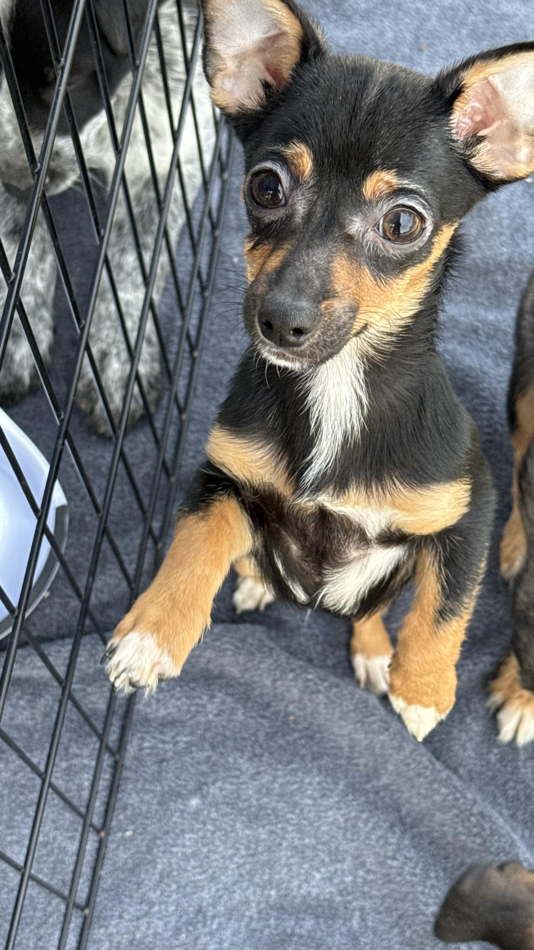 Enlarge Tank, a Adoptable mixed breed in Phoenix, AZ image 5/5