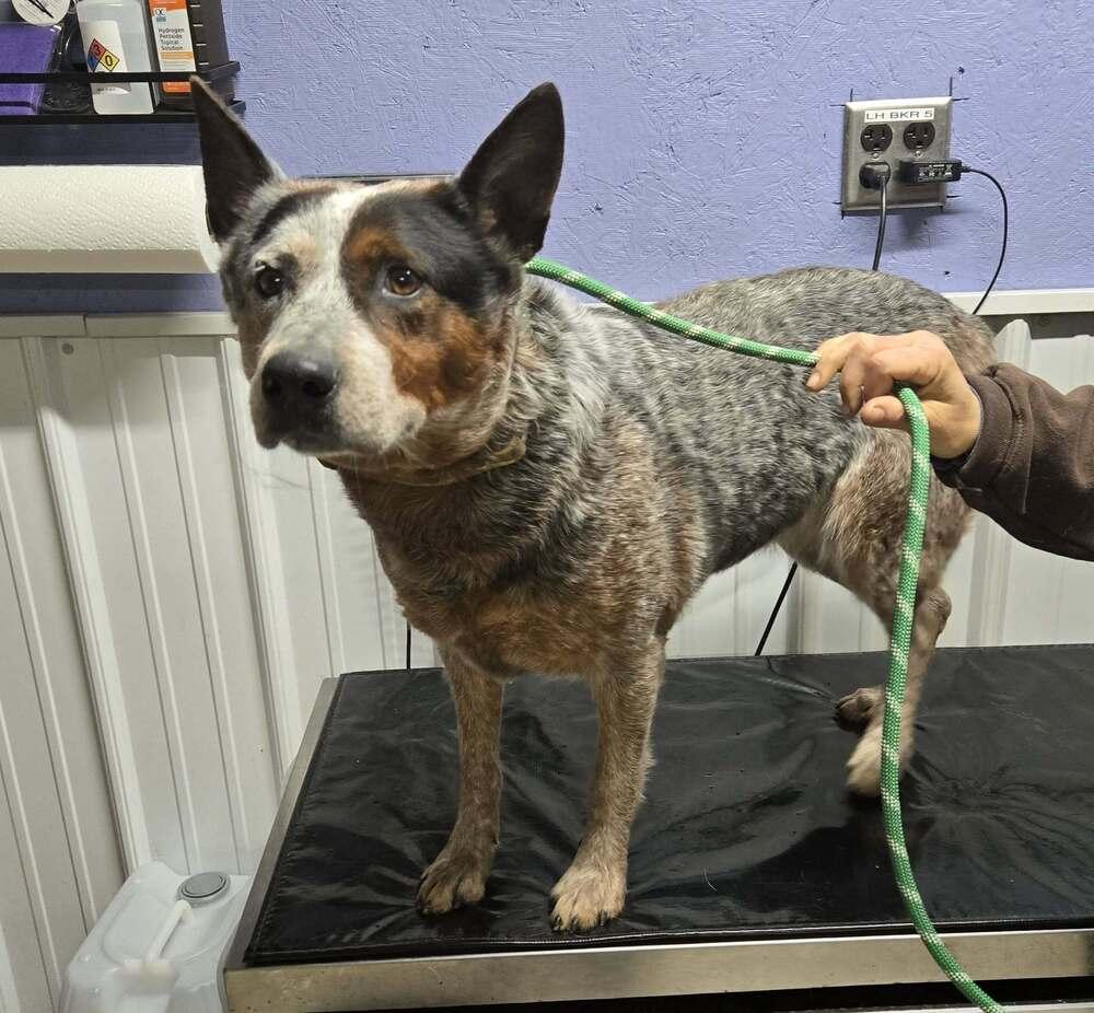 Enlarge Oakley, a Adoptable mixed breed in Waverly, OH image 1/1