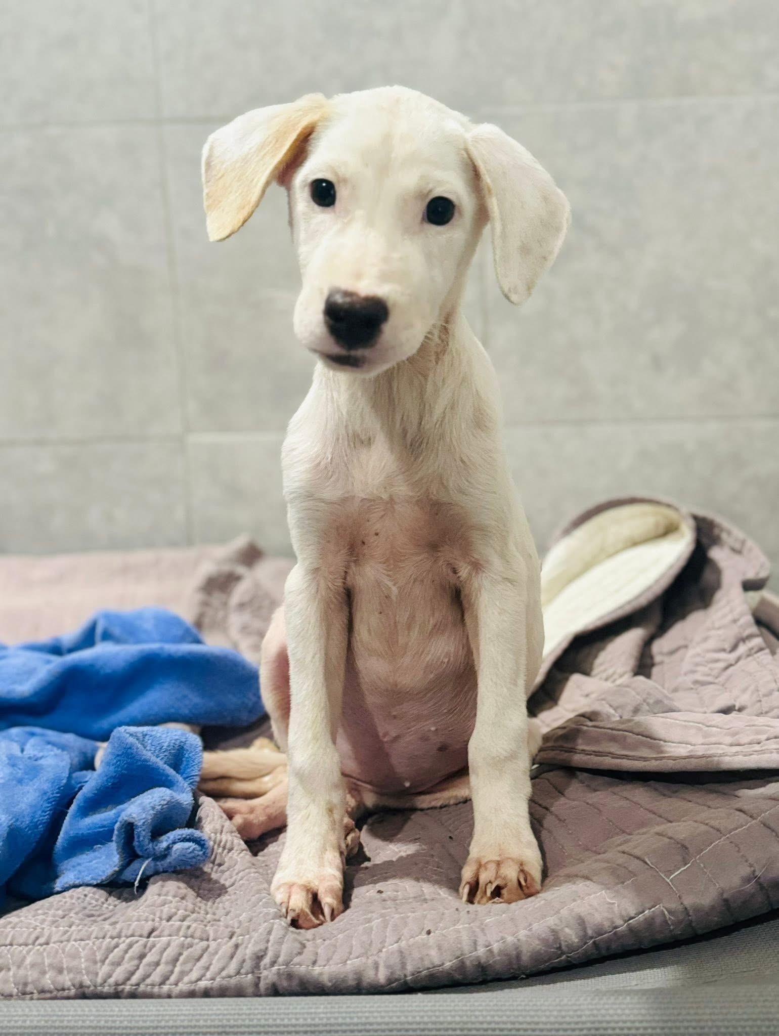 Angel, ADOPTABLE, Young Female Mixed Breed.