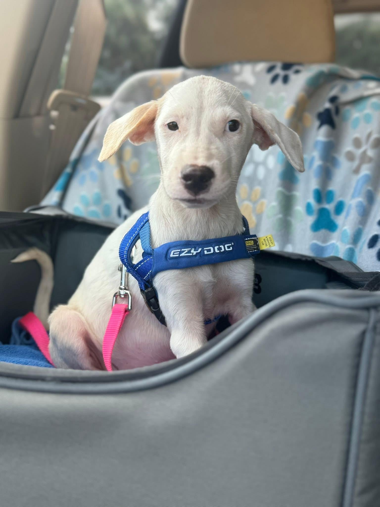 Enlarge Angel, a ADOPTABLE Mixed Breed in Palm City, FL image 2/2