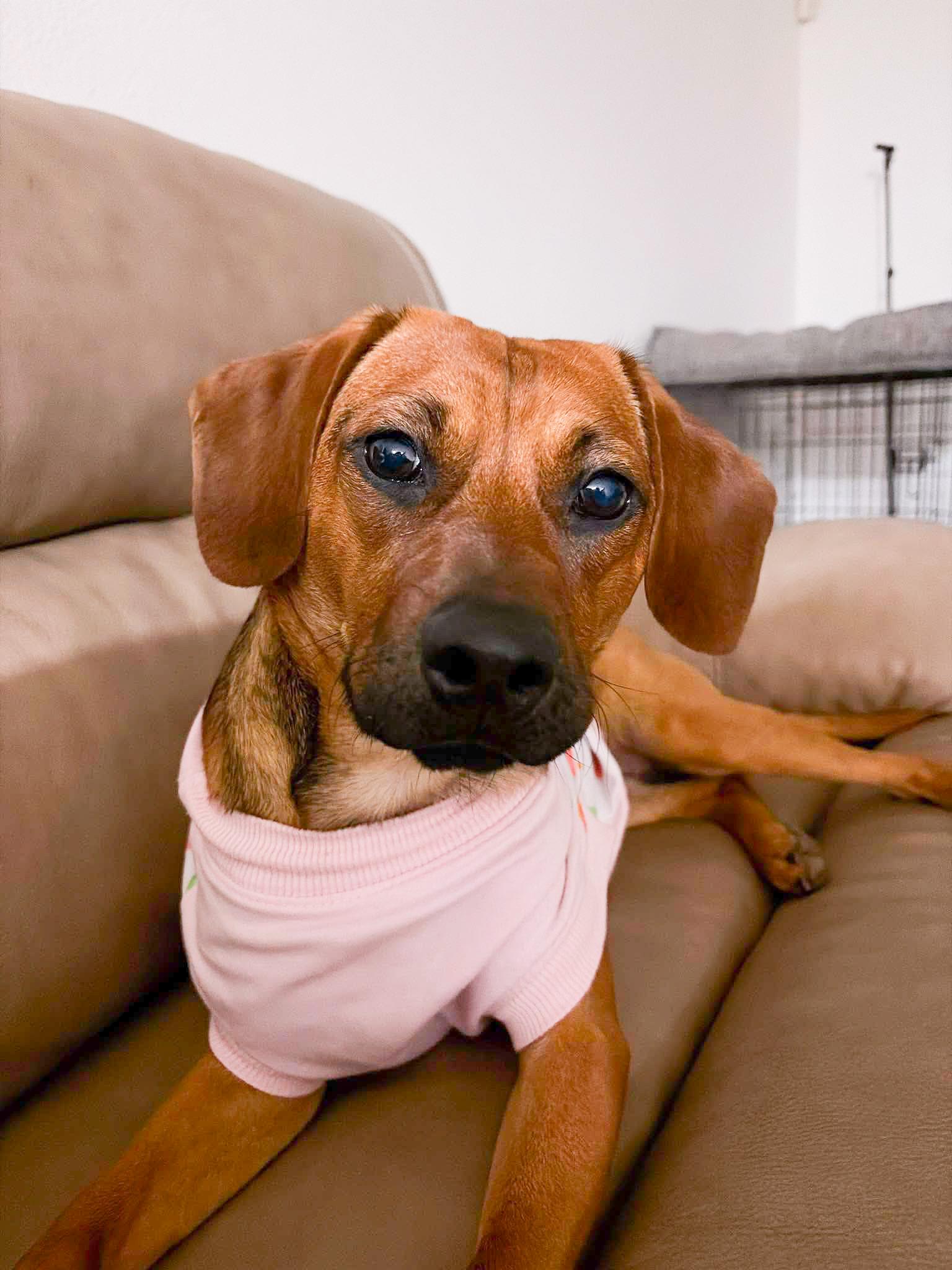 Enlarge Hazel, a Adoptable mixed breed in Fort Worth, TX image 1/6
