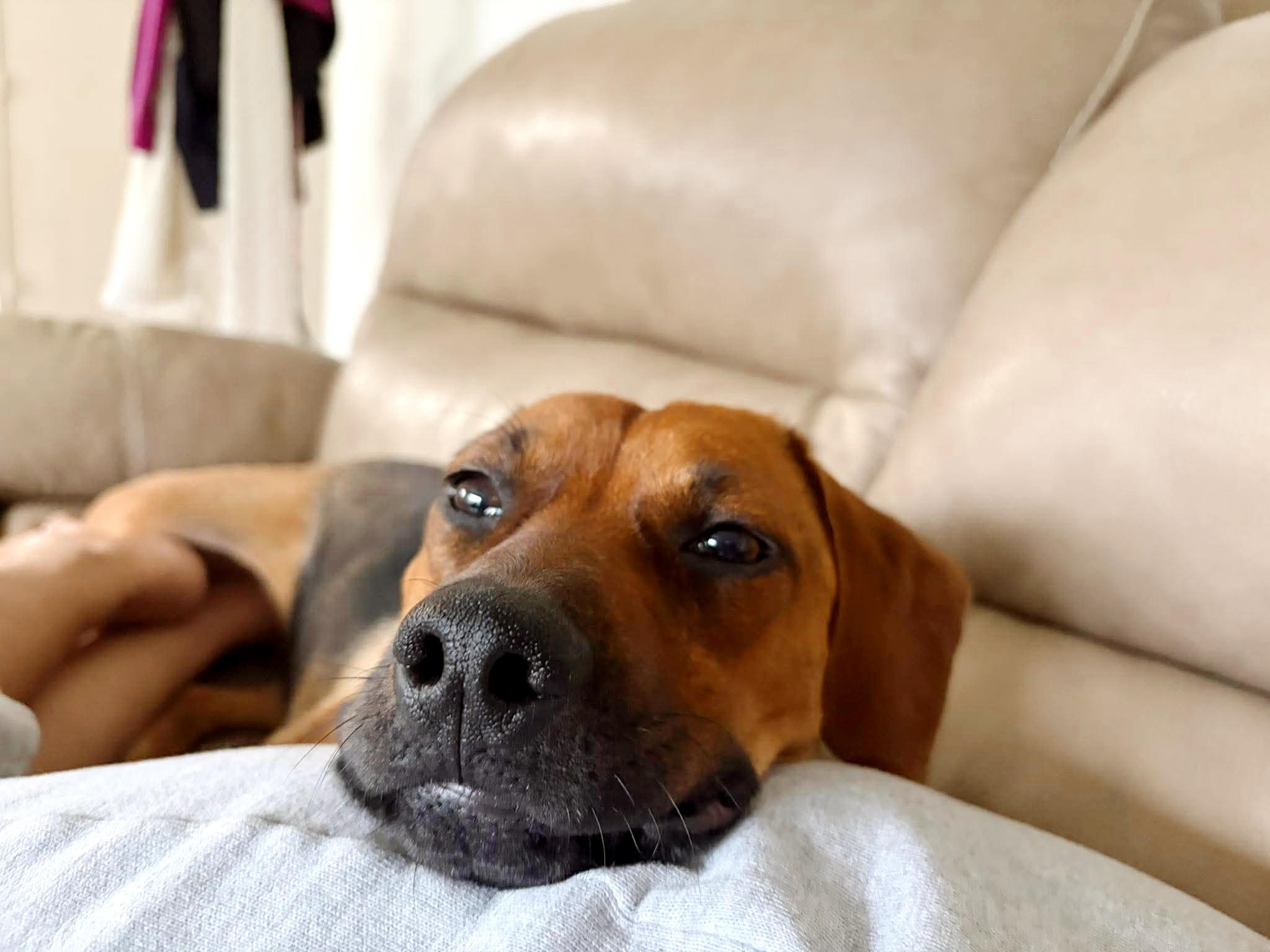 Enlarge Hazel, a Adoptable mixed breed in Fort Worth, TX image 4/6