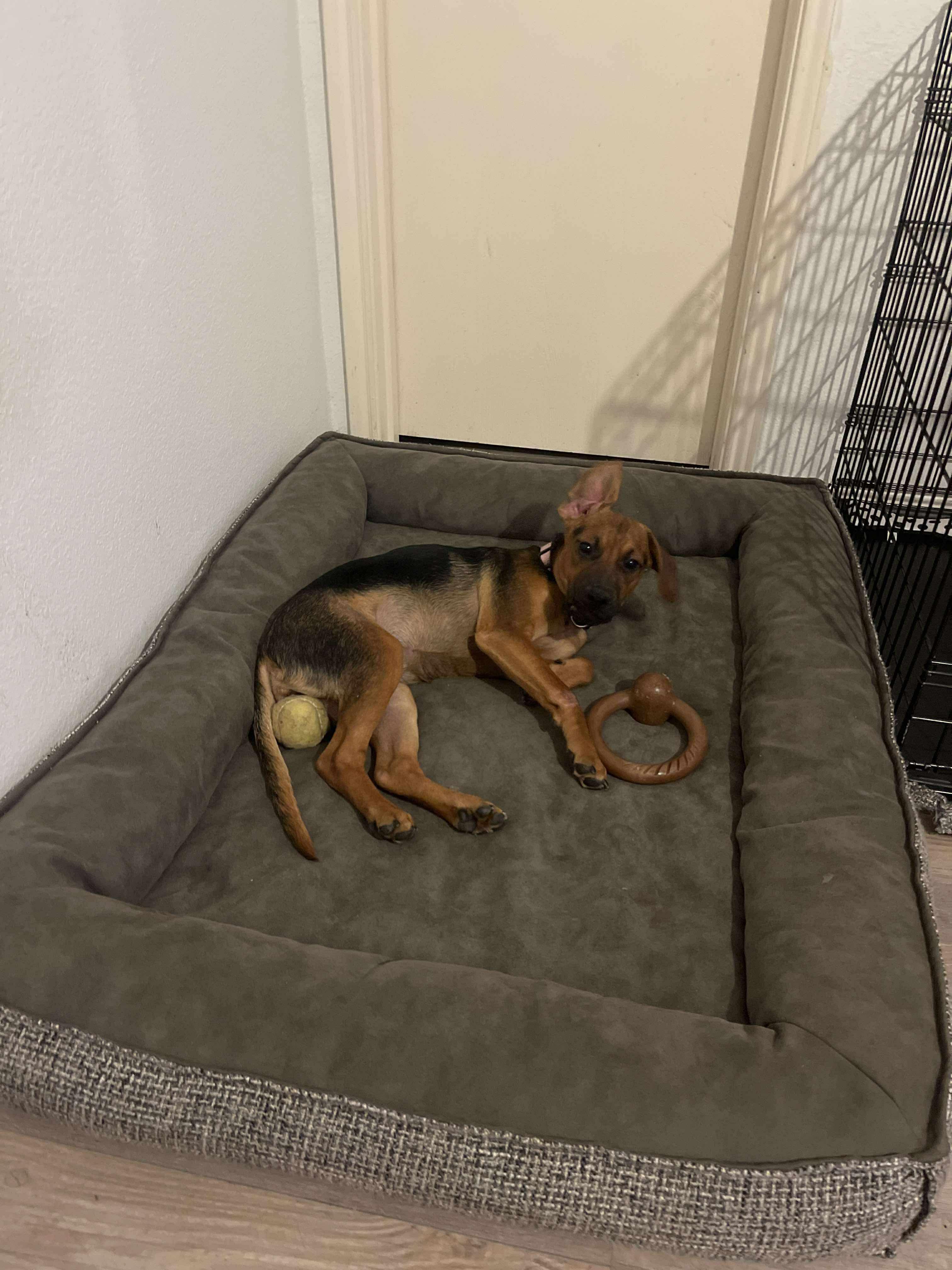 Enlarge Hazel, a Adoptable mixed breed in Fort Worth, TX image 5/6