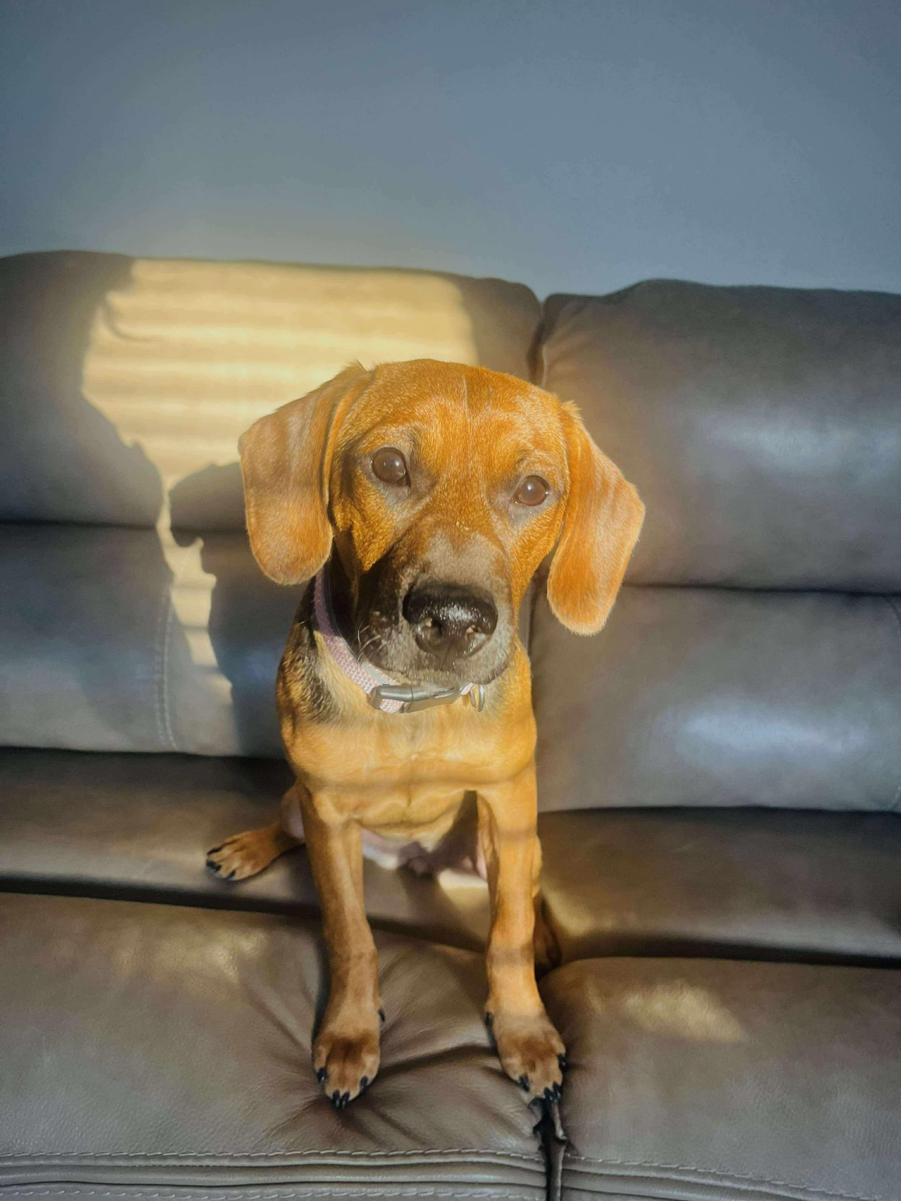 Hazel, Adoptable, Young Female Beagle & Hound.