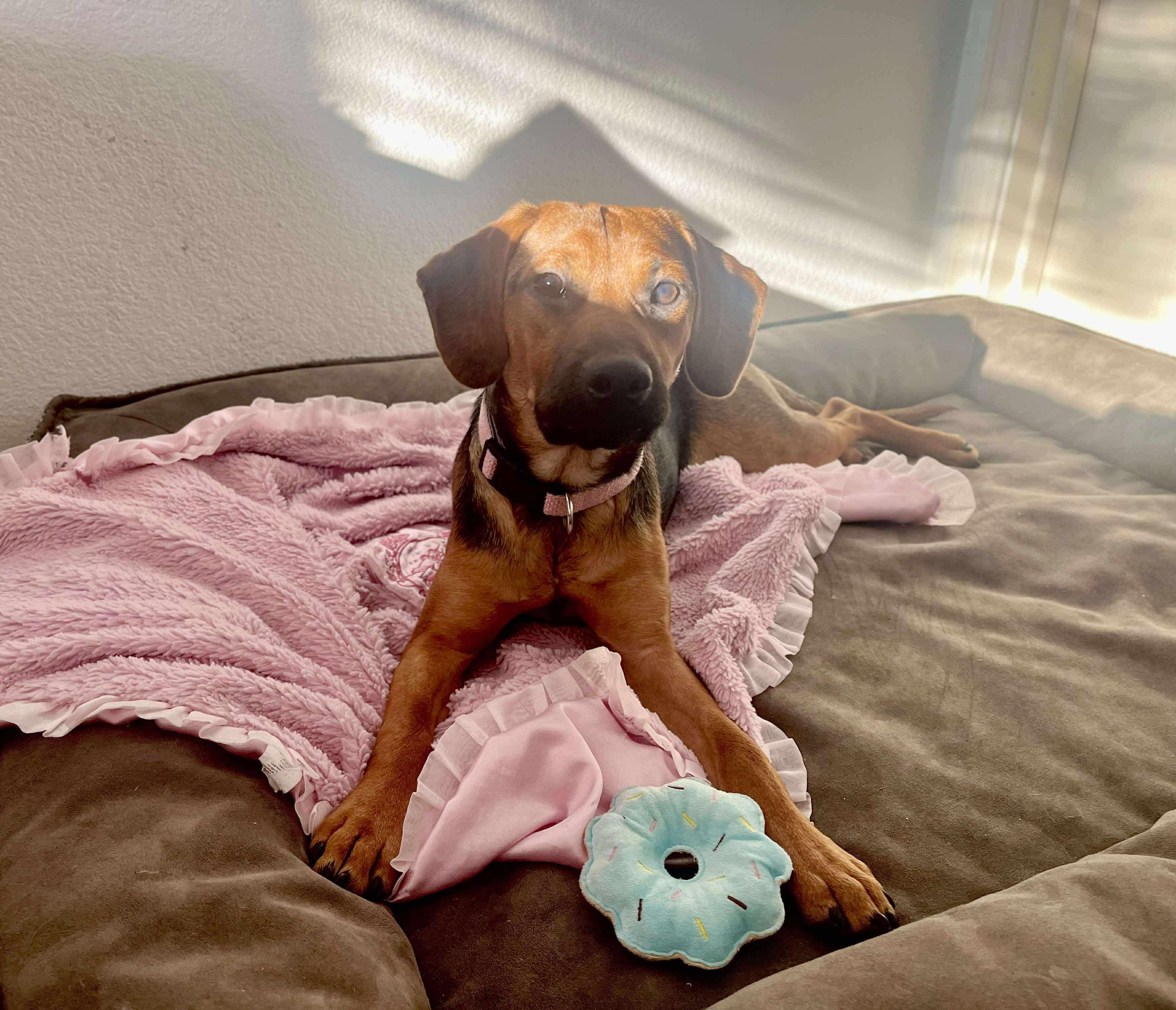 Enlarge Hazel, a Adoptable mixed breed in Fort Worth, TX image 6/6