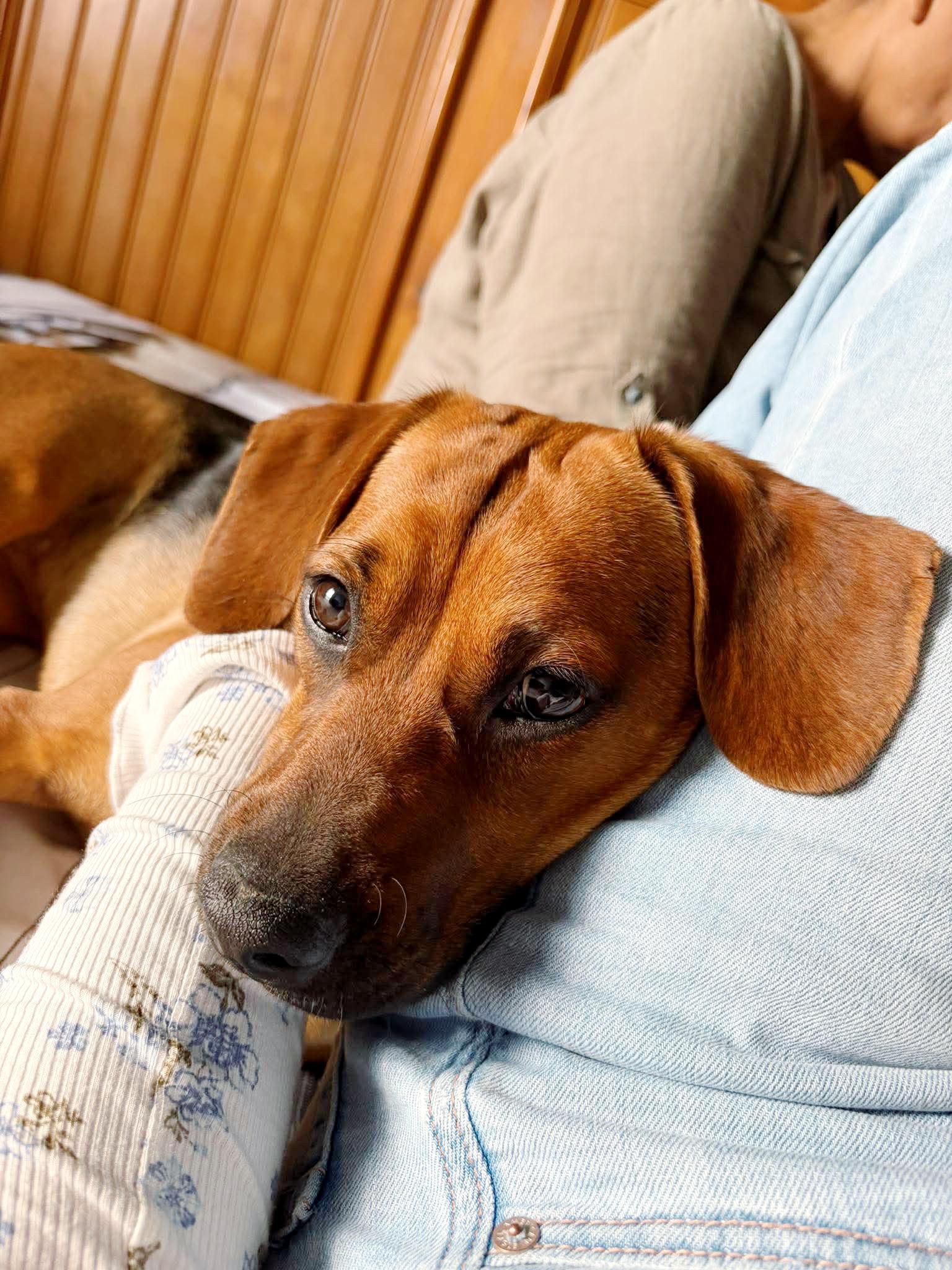 Enlarge Hazel, a Adoptable mixed breed in Fort Worth, TX image 2/6