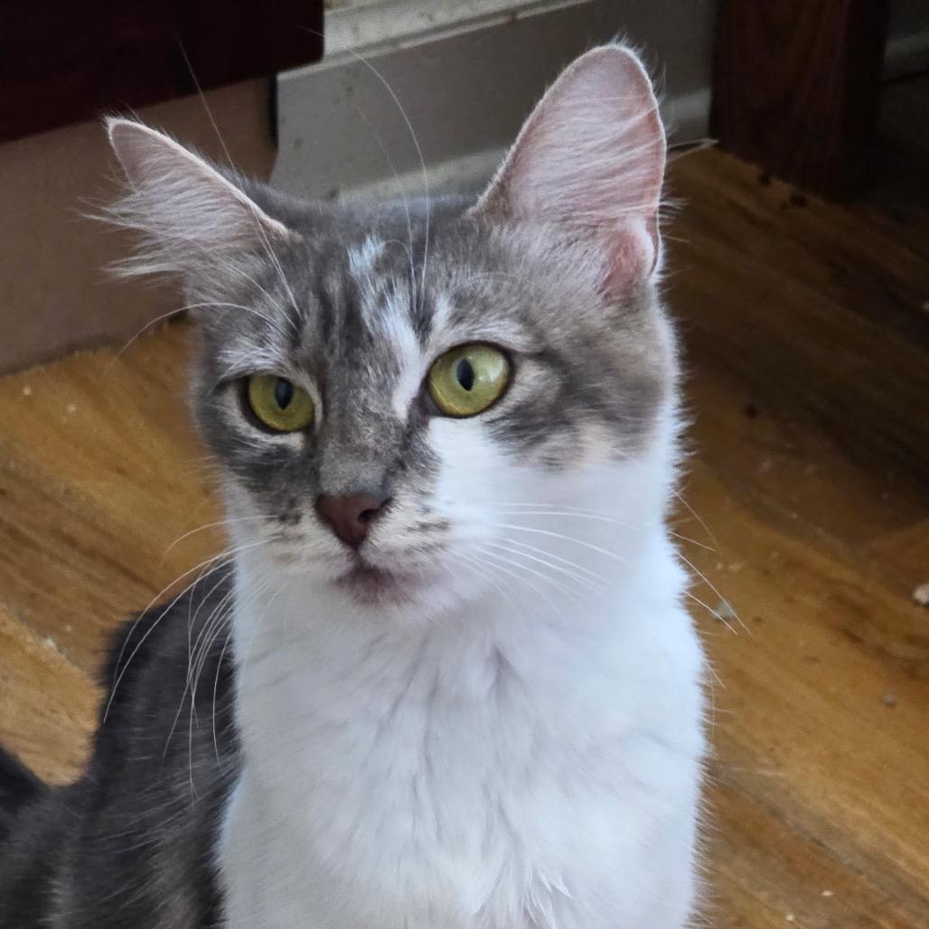 Ta'amsa's, Adoptable, Adult Female Domestic Short Hair.