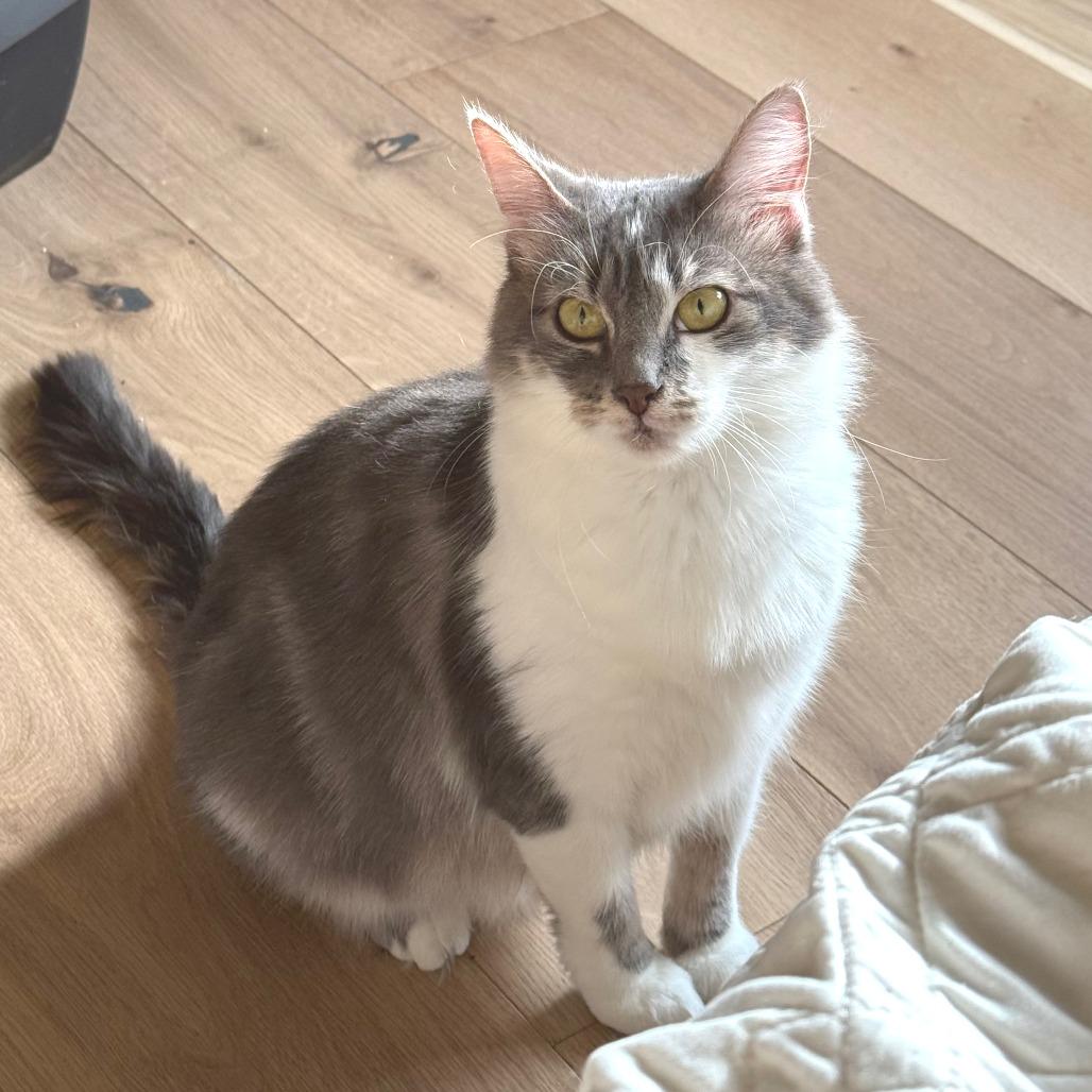 Enlarge Ta'amsa's, a Adoptable Domestic Short Hair in Springfield, OR image 2/5