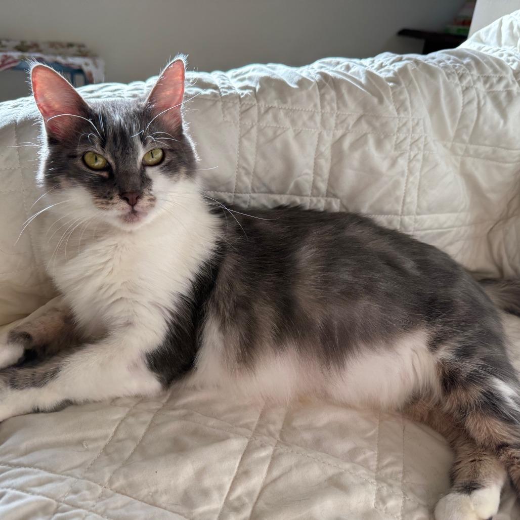 Enlarge Ta'amsa's, a Adoptable Domestic Short Hair in Springfield, OR image 3/5