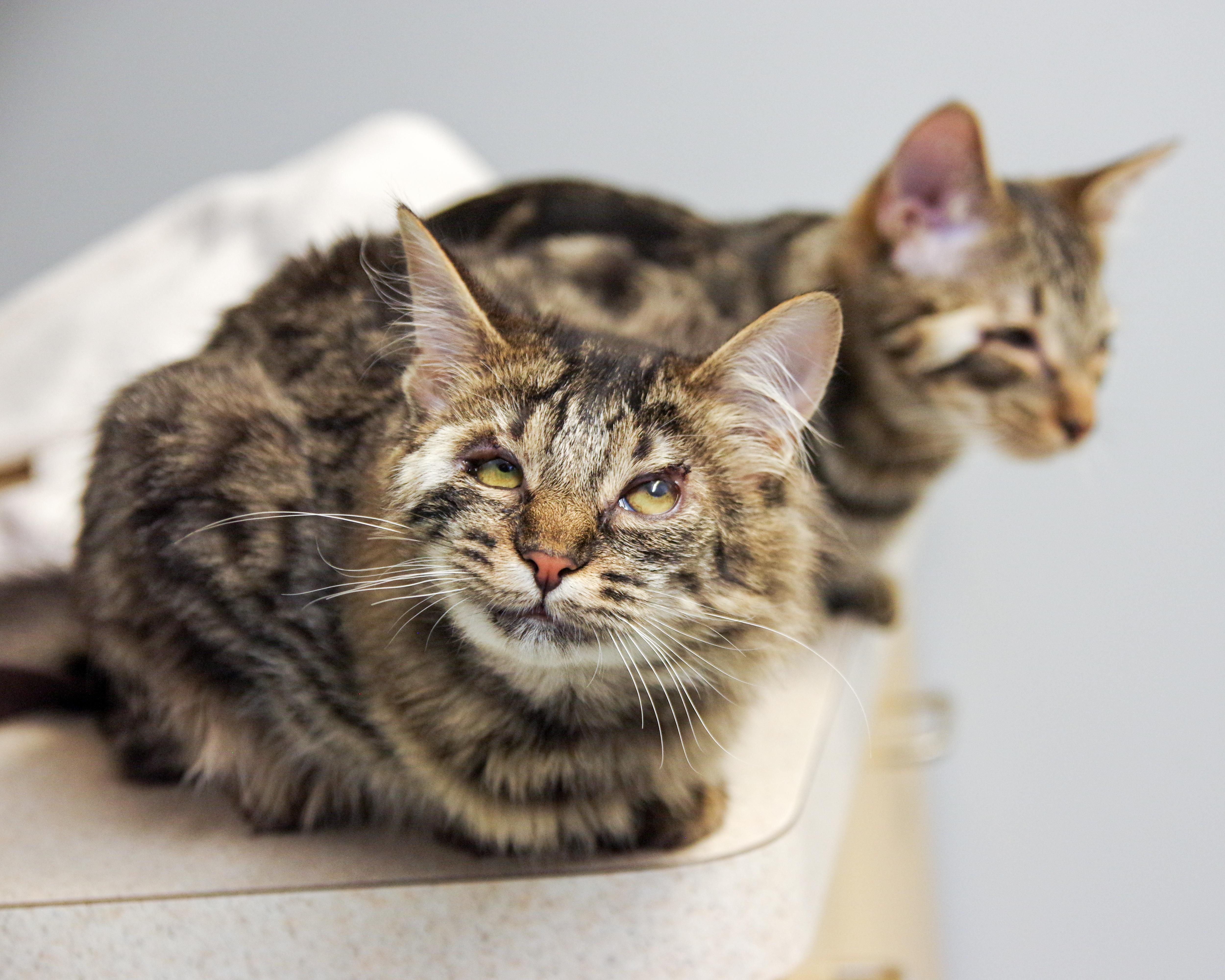 Enlarge Glimmer and Ray, a Adoptable American Shorthair in Scituate, MA image 1/6