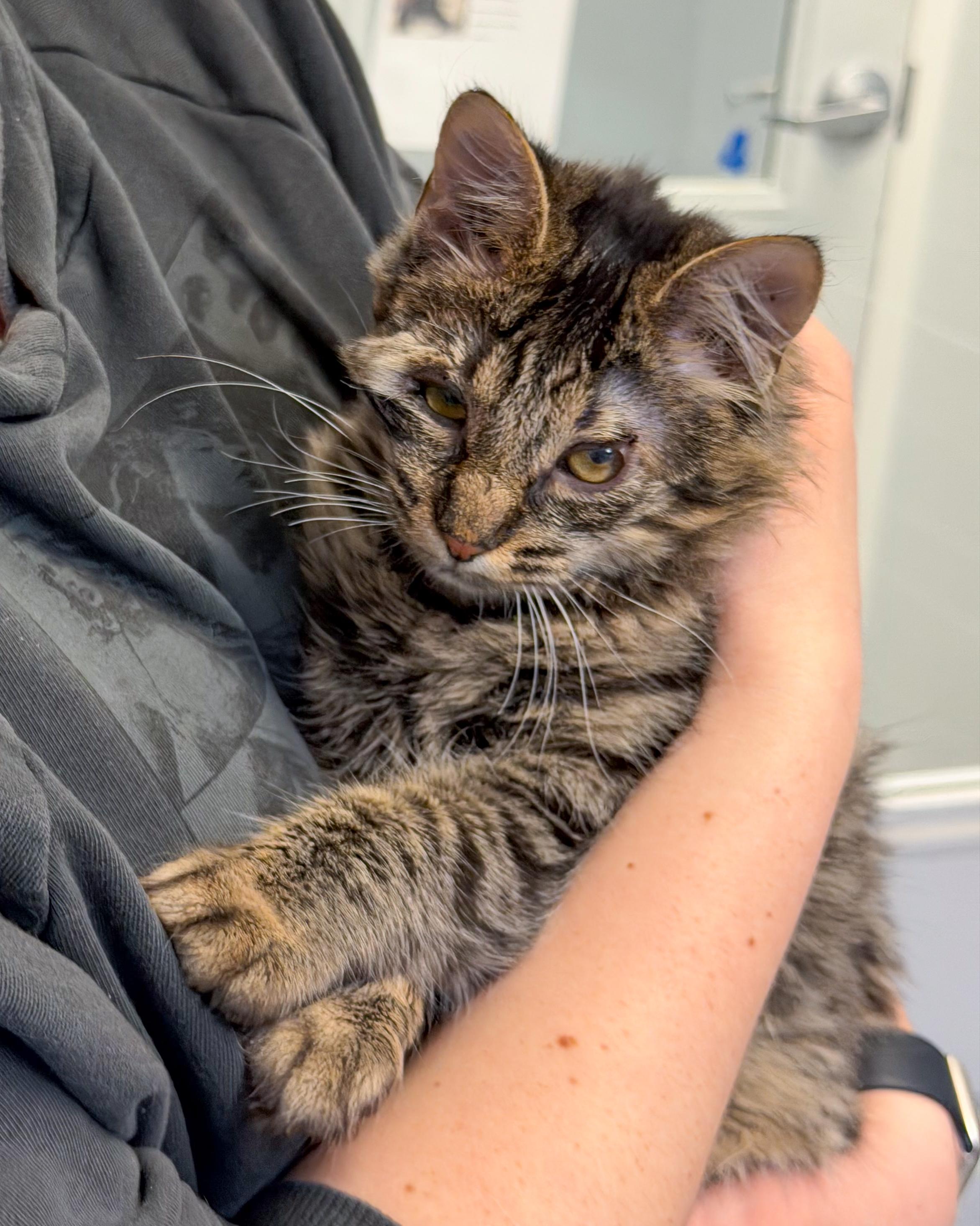 Enlarge Glimmer and Ray, a Adoptable American Shorthair in Scituate, MA image 6/6