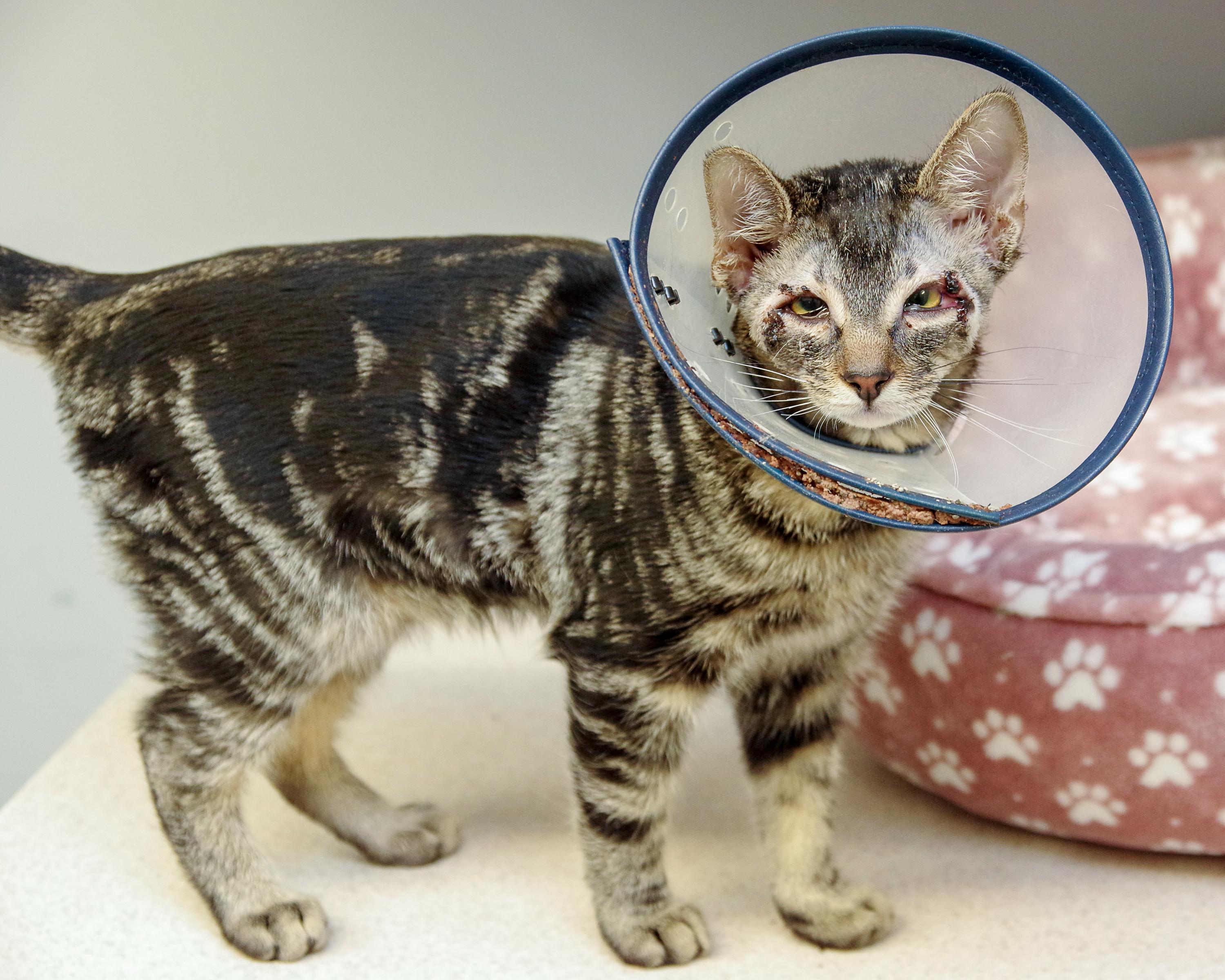 Enlarge Glimmer and Ray, a Adoptable American Shorthair in Scituate, MA image 3/6