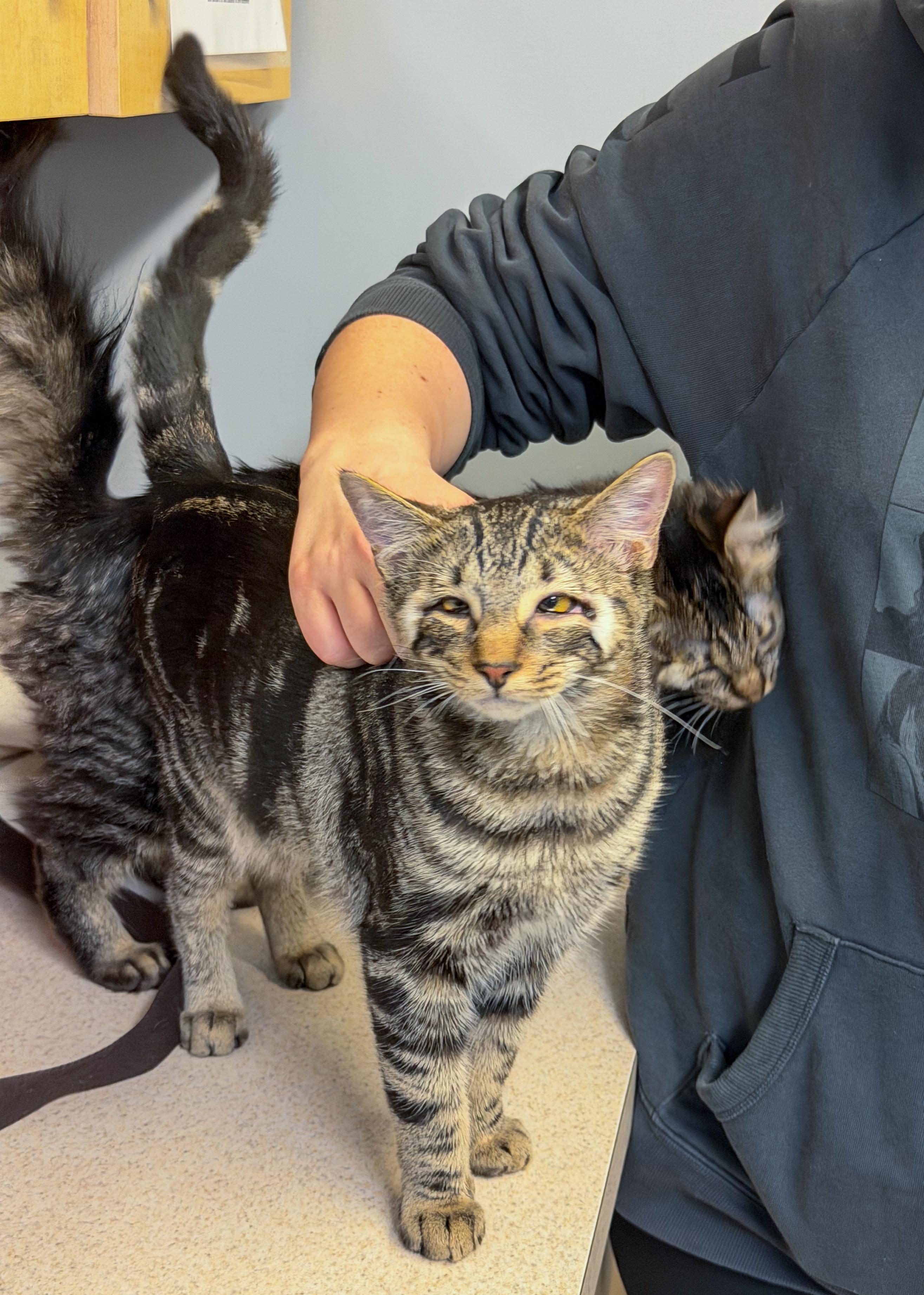 Enlarge Glimmer and Ray, a Adoptable American Shorthair in Scituate, MA image 5/6