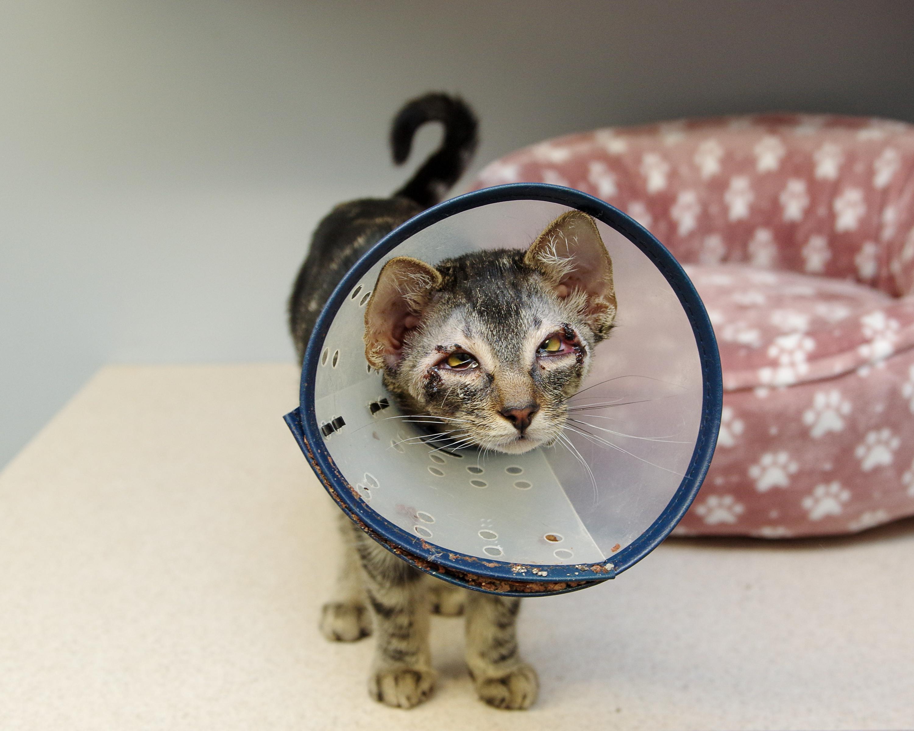 Enlarge Glimmer and Ray, a Adoptable American Shorthair in Scituate, MA image 4/6