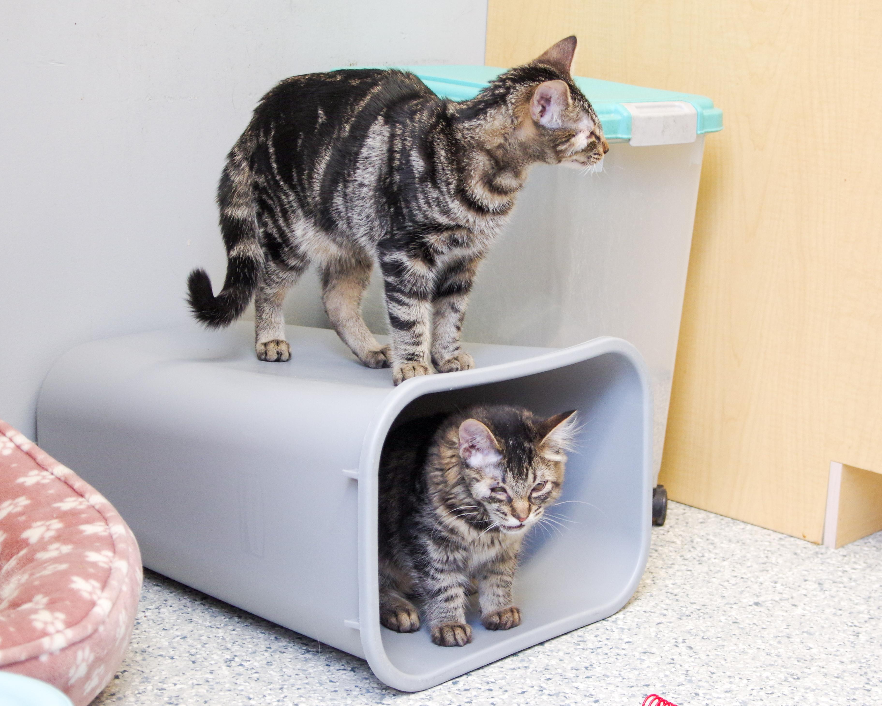 Enlarge Glimmer and Ray, a Adoptable American Shorthair in Scituate, MA image 2/6