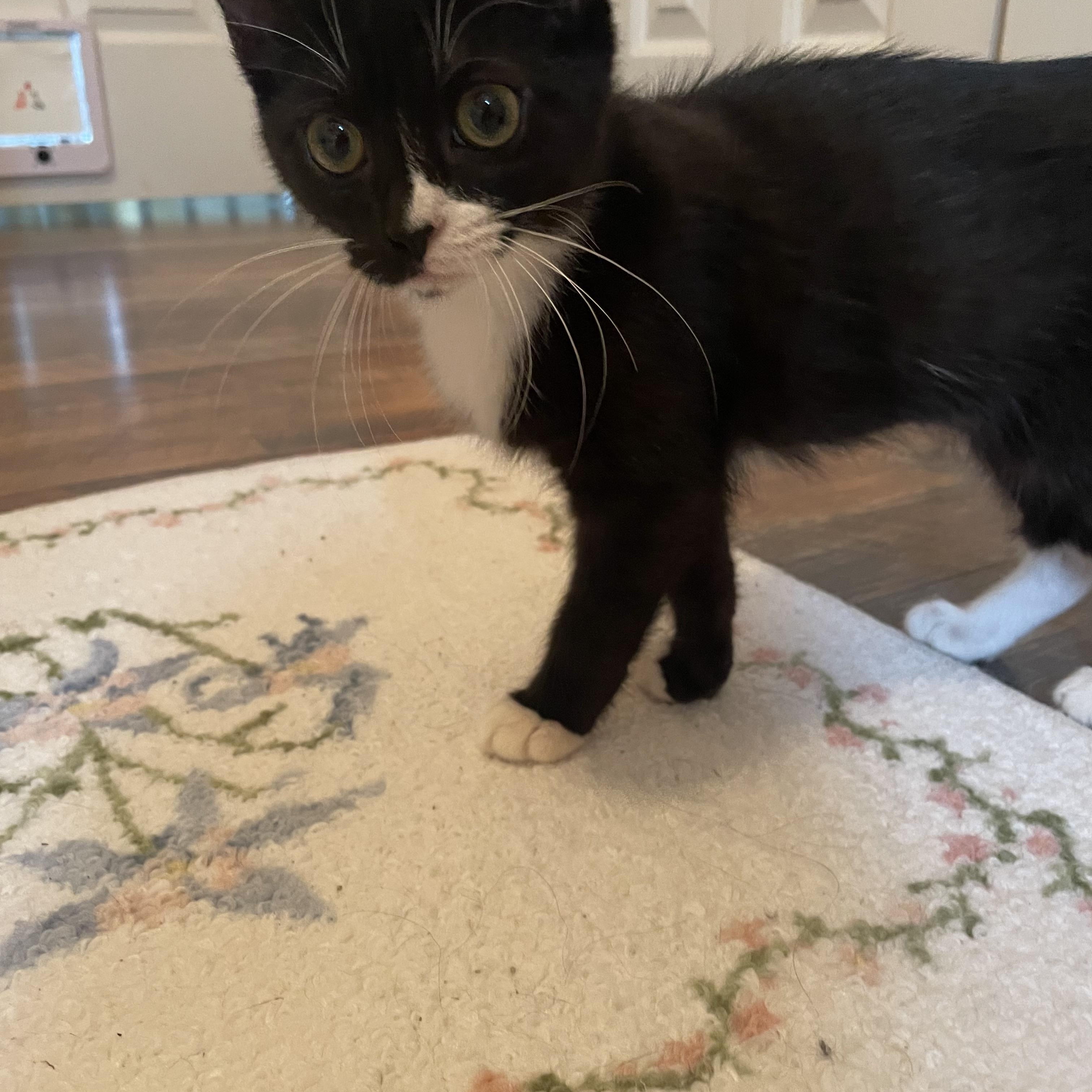 Mavis, Adoptable, Young Female Domestic Short Hair.