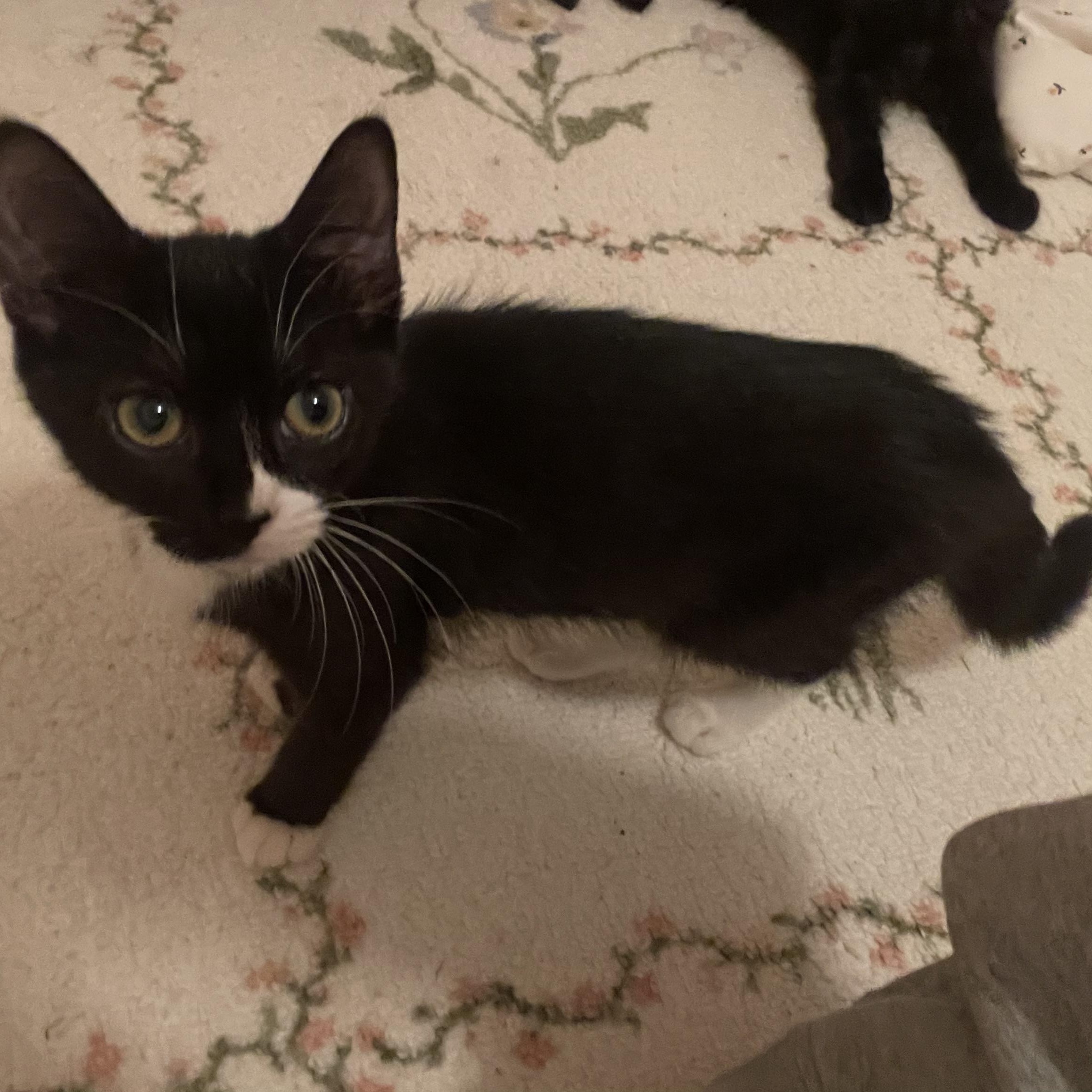 Enlarge Mavis, a Adoptable Domestic Short Hair in Pottstown, PA image 3/5