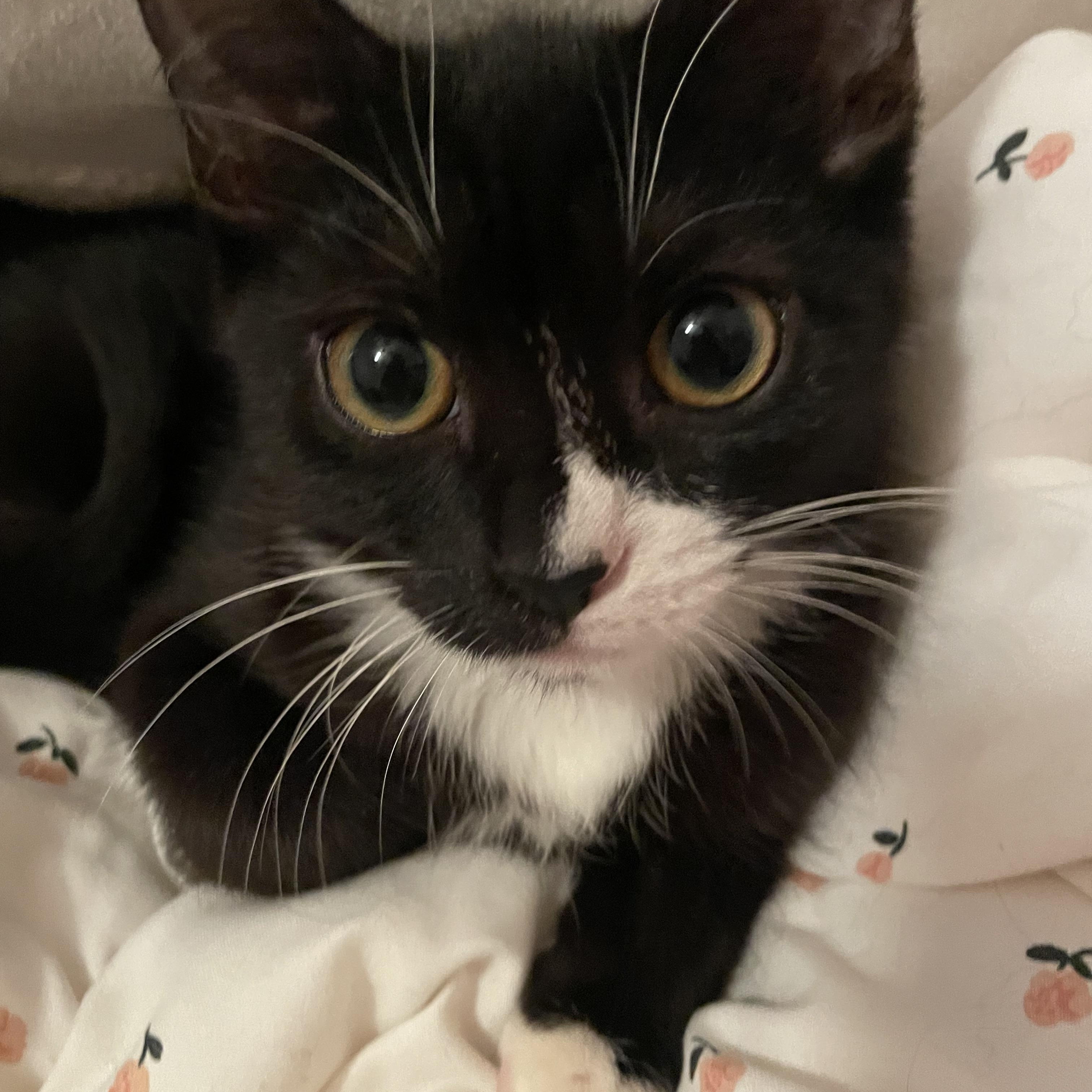Enlarge Mavis, a Adoptable Domestic Short Hair in Pottstown, PA image 2/5
