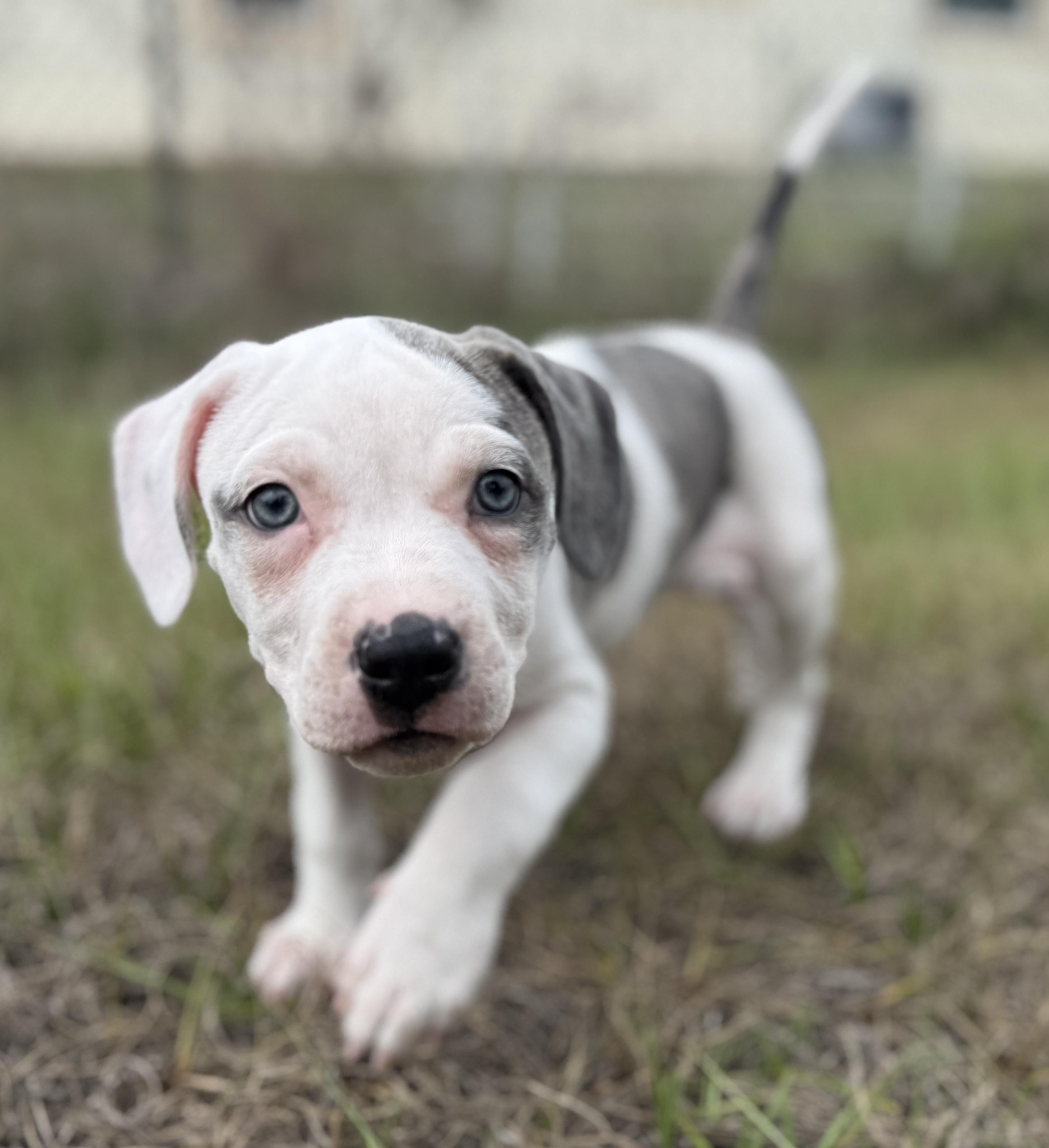 Enlarge Cera, a ADOPTABLE Mixed Breed in Deltona, FL image 3/5