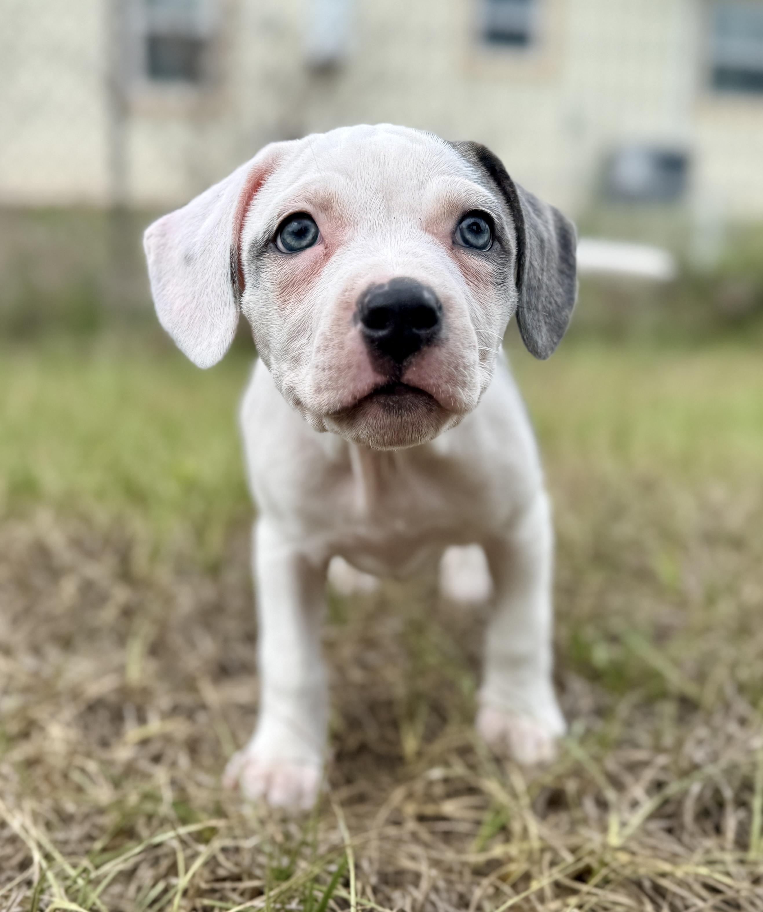 Enlarge Cera, a ADOPTABLE Mixed Breed in Deltona, FL image 5/5