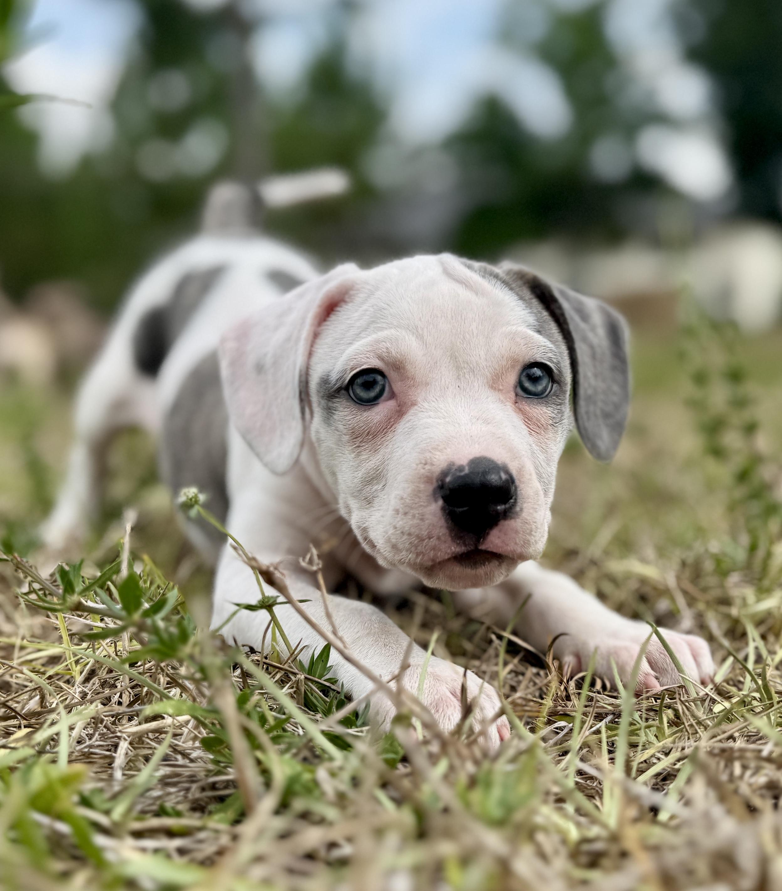 Enlarge Cera, a ADOPTABLE Mixed Breed in Deltona, FL image 1/5