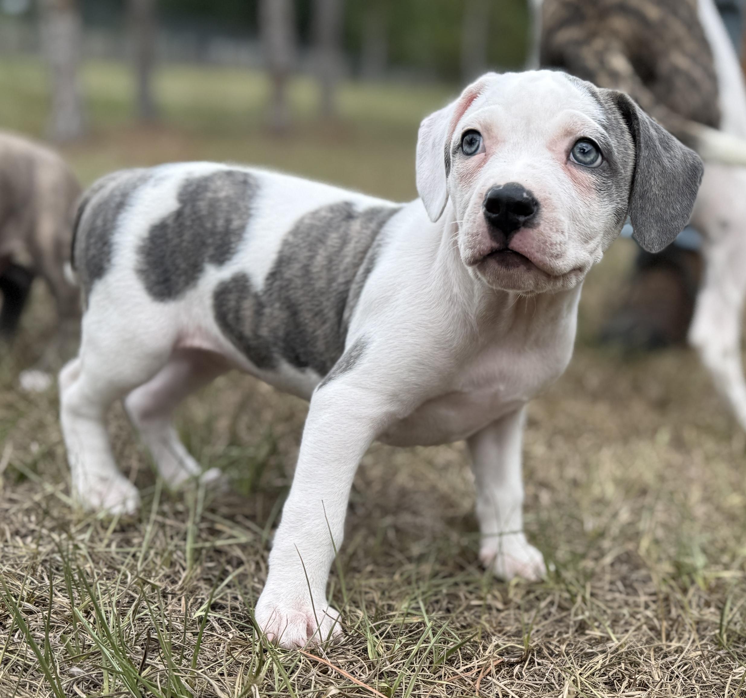 Enlarge Cera, a ADOPTABLE Mixed Breed in Deltona, FL image 2/5