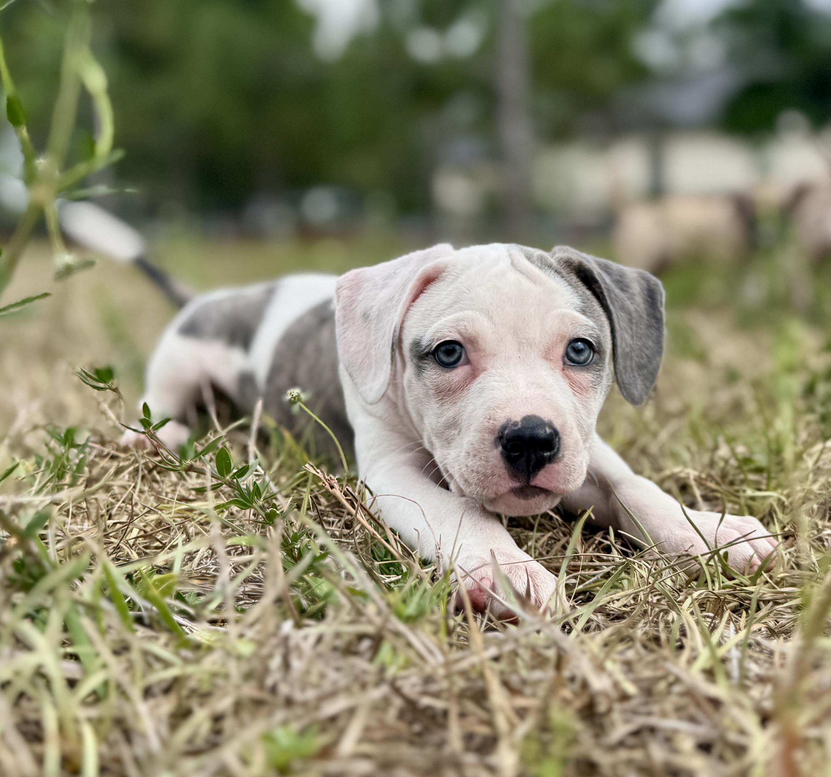 Enlarge Cera, a ADOPTABLE Mixed Breed in Deltona, FL image 4/5