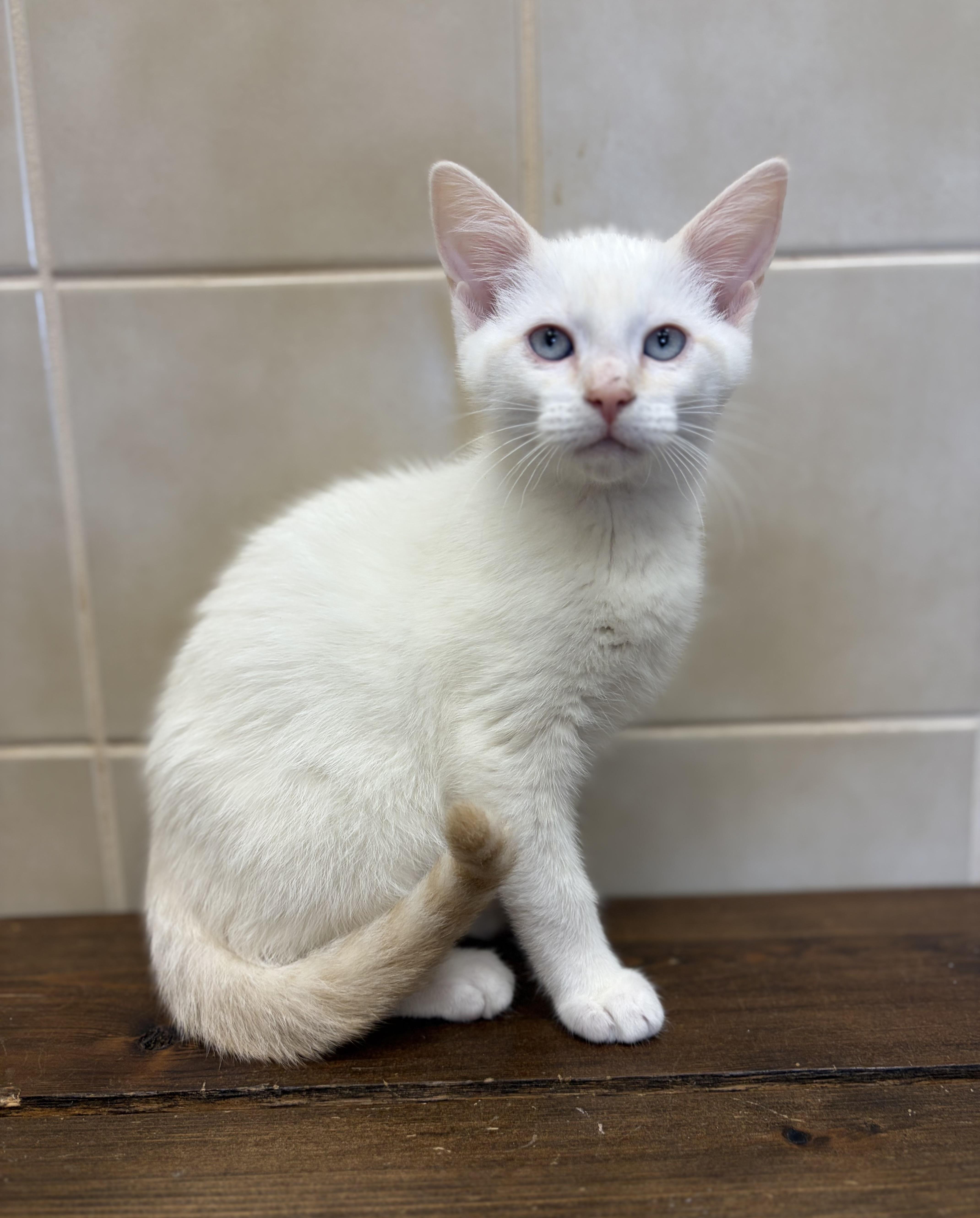 Mozzarella, adoptable, Kitten Male Siamese.