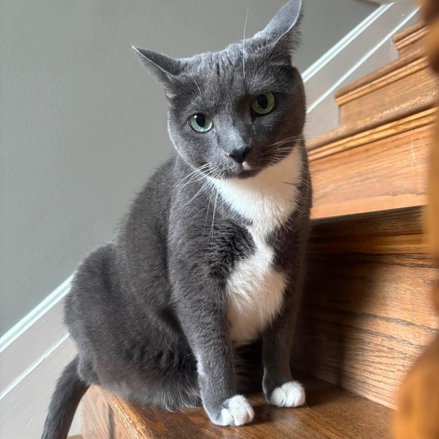 Enlarge Mittens-Bonded with Bilbo Baggins - Courtesy Post, a Adoptable Russian Blue in Frederick, MD image 2/5